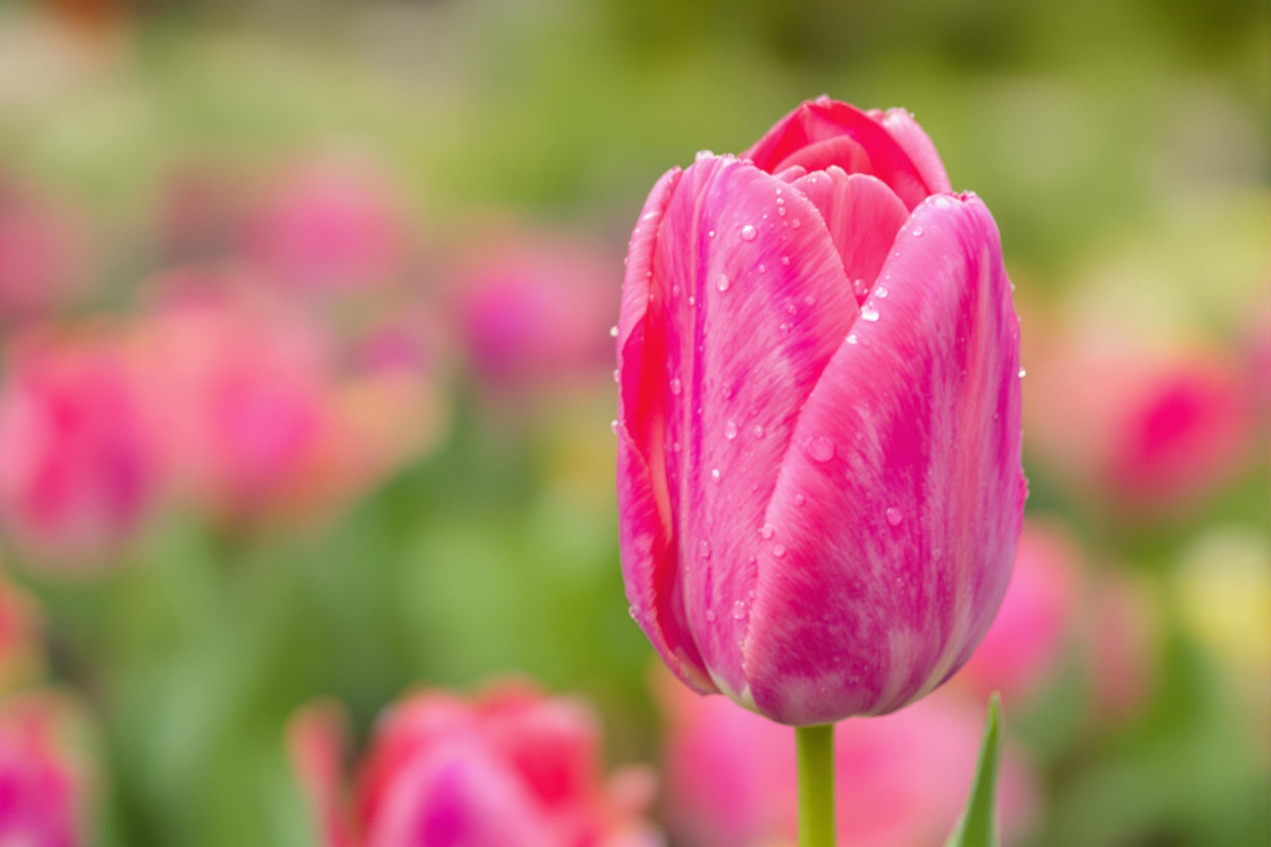 Serene Pink Tulip in Soft Focus