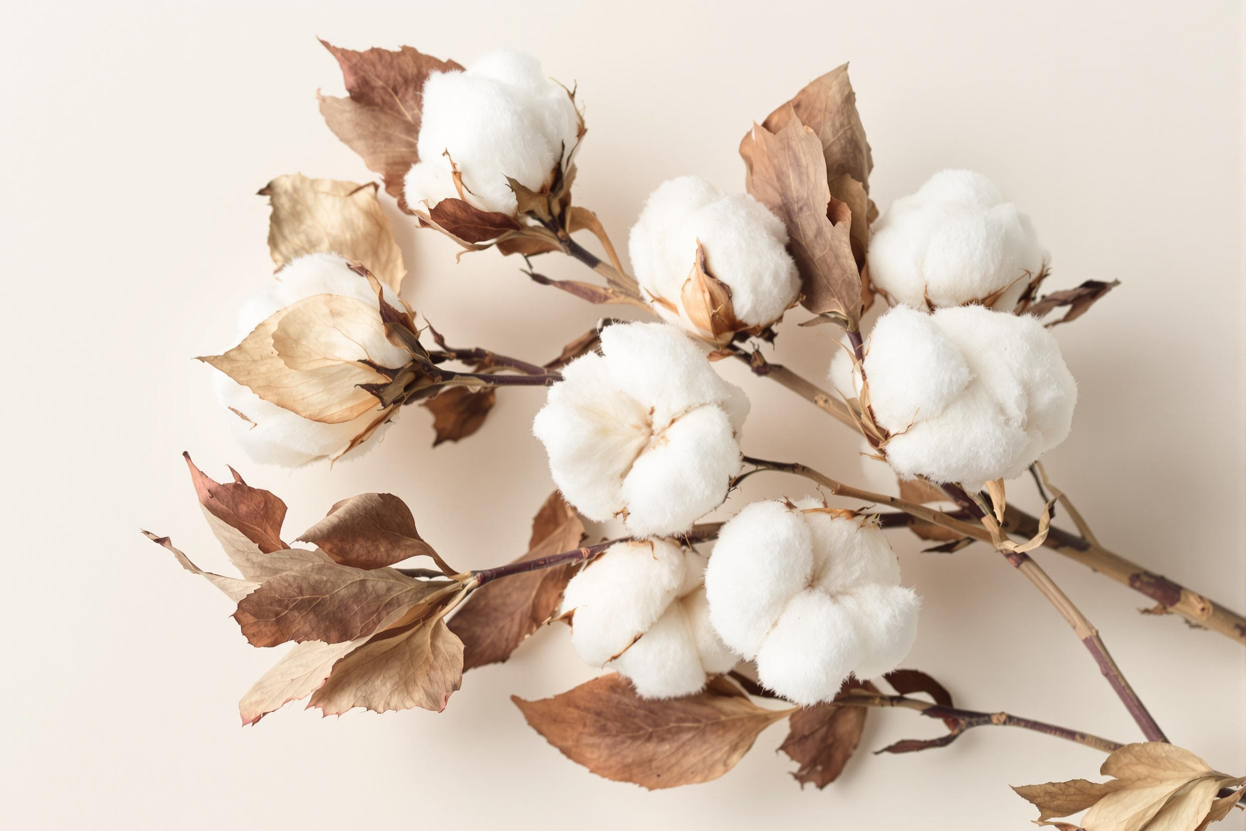 Delicate Cotton Branches in Minimalist Composition