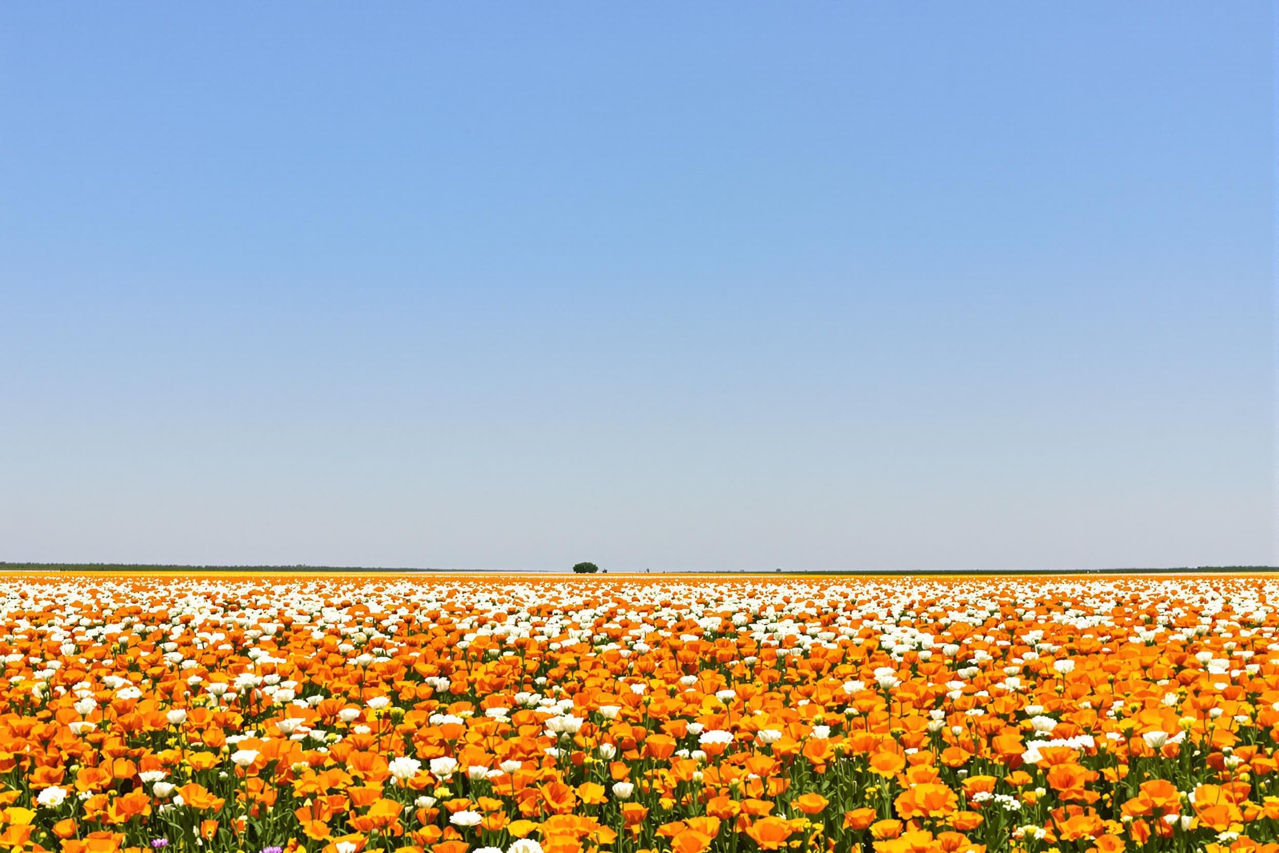 Vibrant Flower Field Under Clear Blue Sky