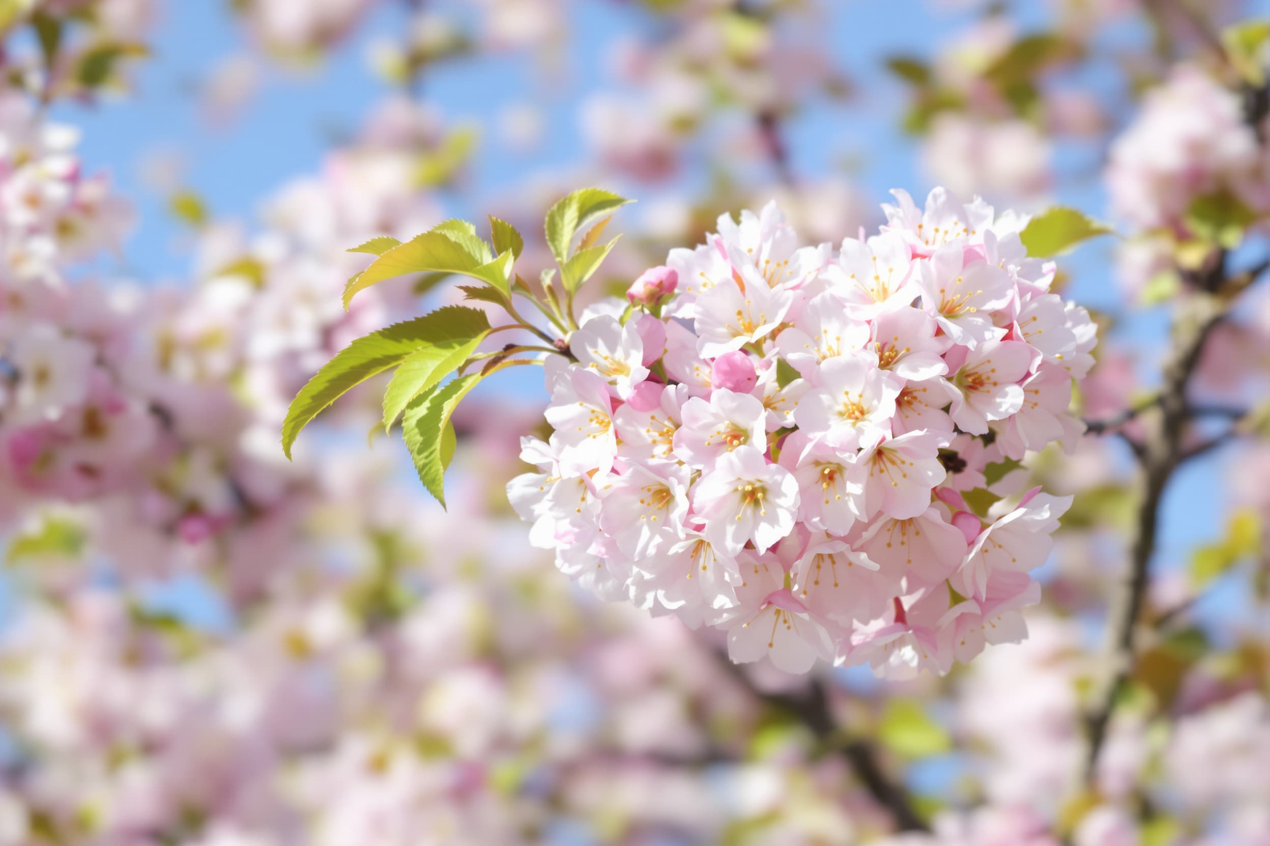 Serene Cherry Blossoms in Full Bloom