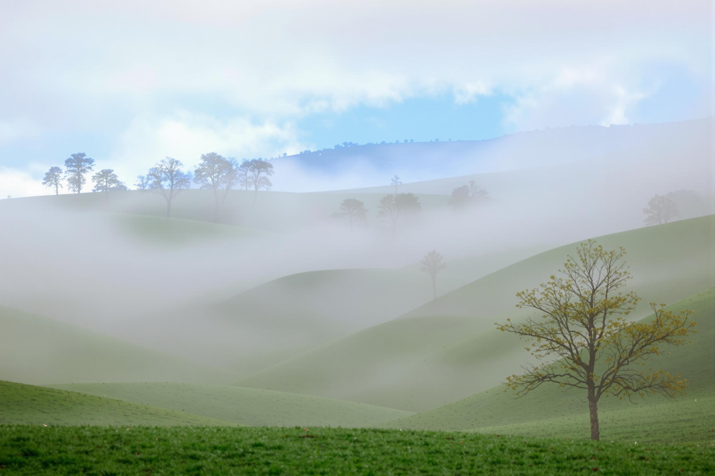 Misty Morning Serenity in Rolling Hills