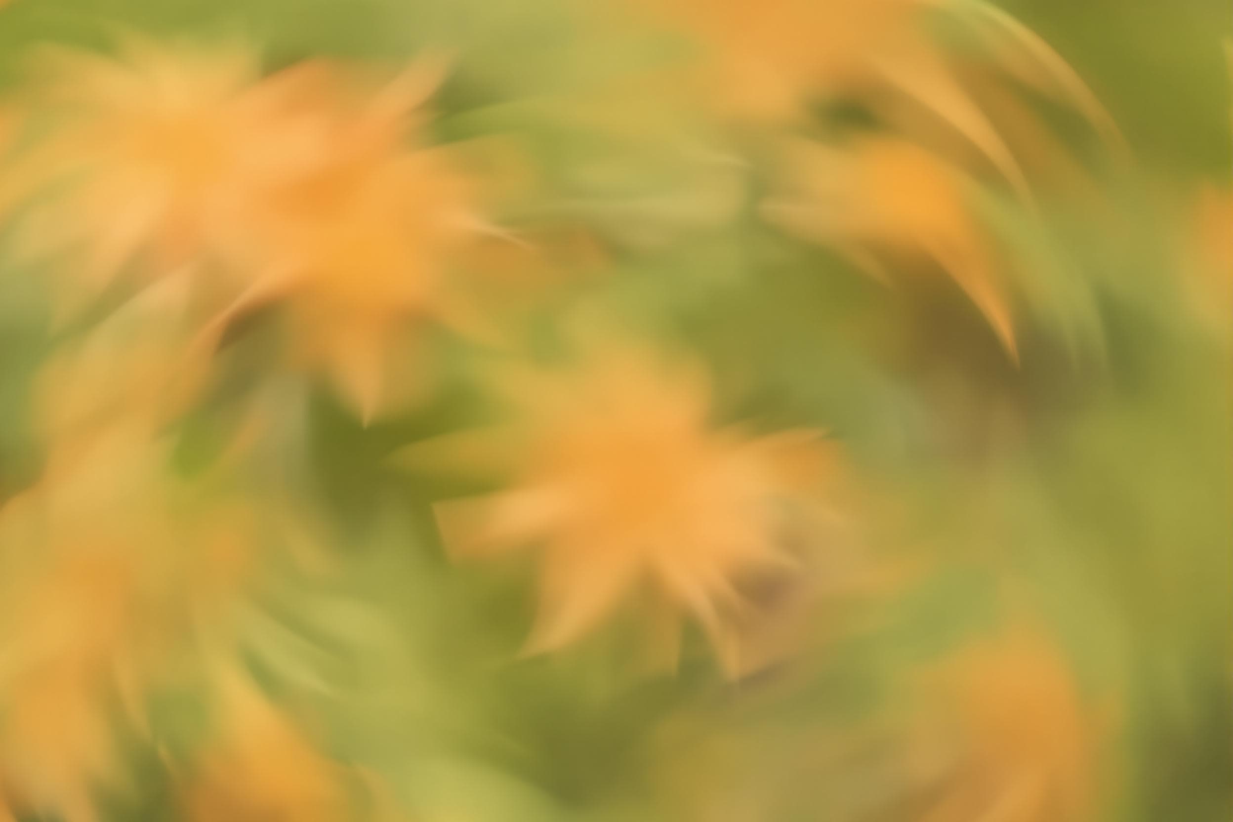 Dreamy Abstract Floral Swirl