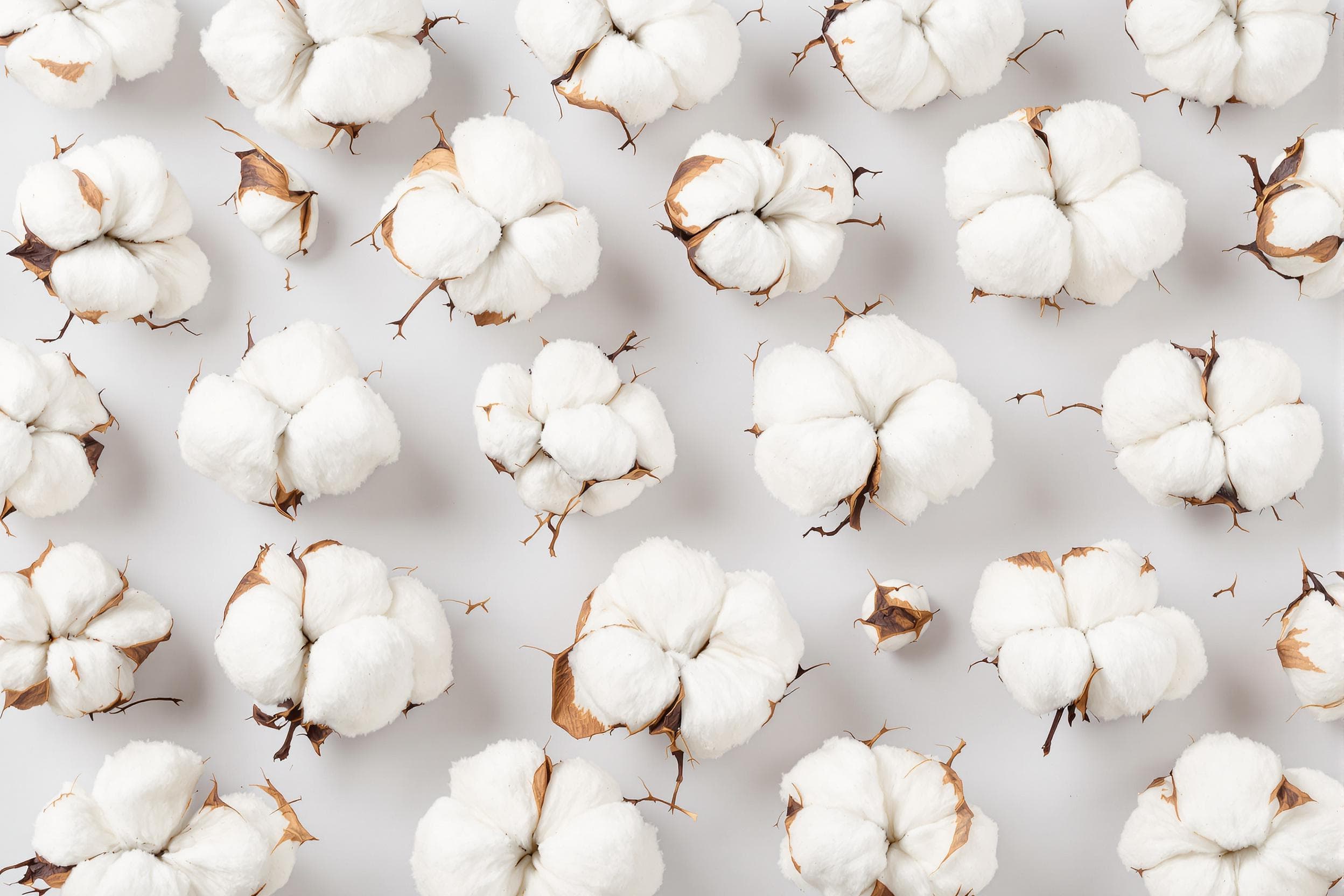 Elegant Cotton Bolls Pattern