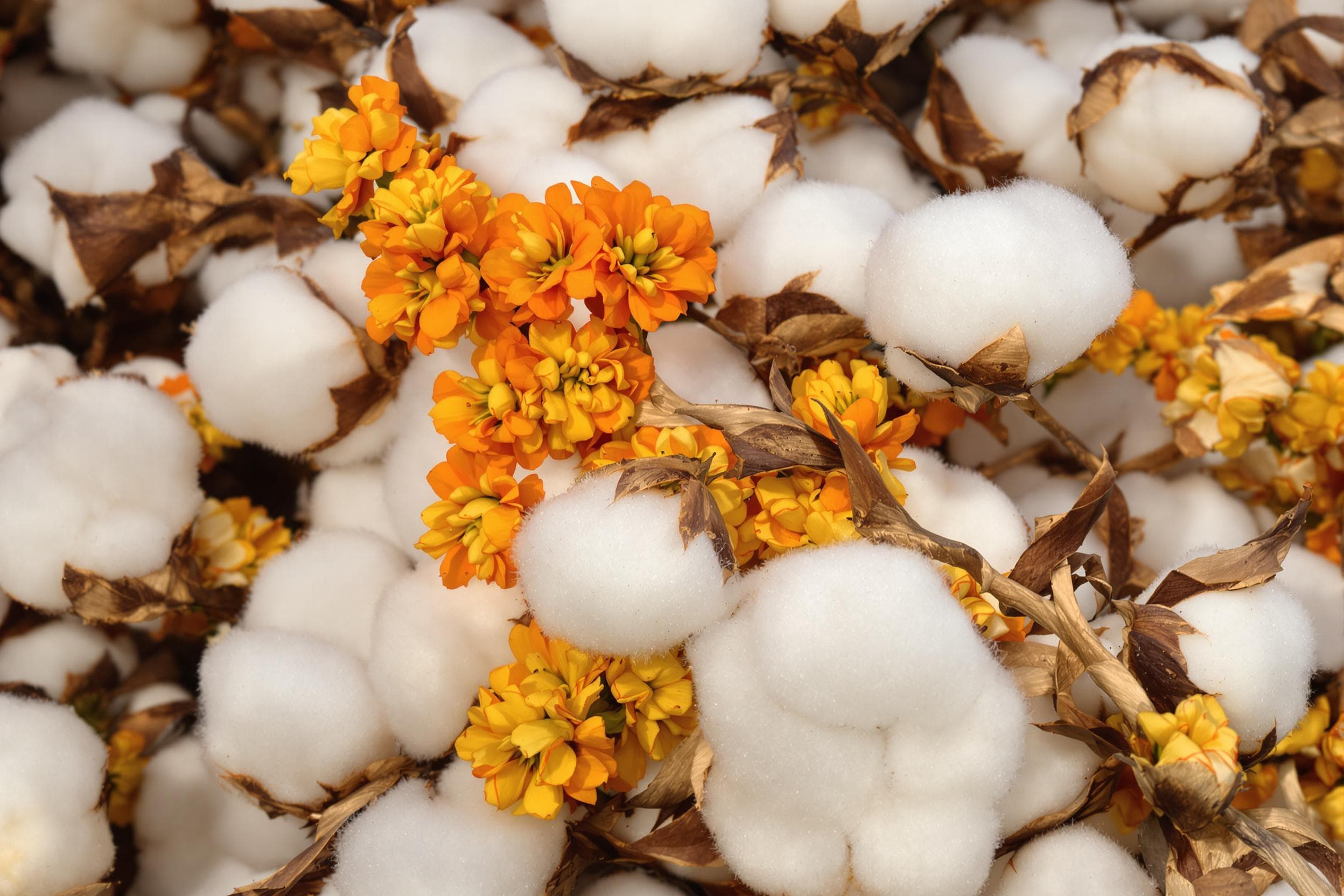 Vibrant Cotton Bolls and Flowers