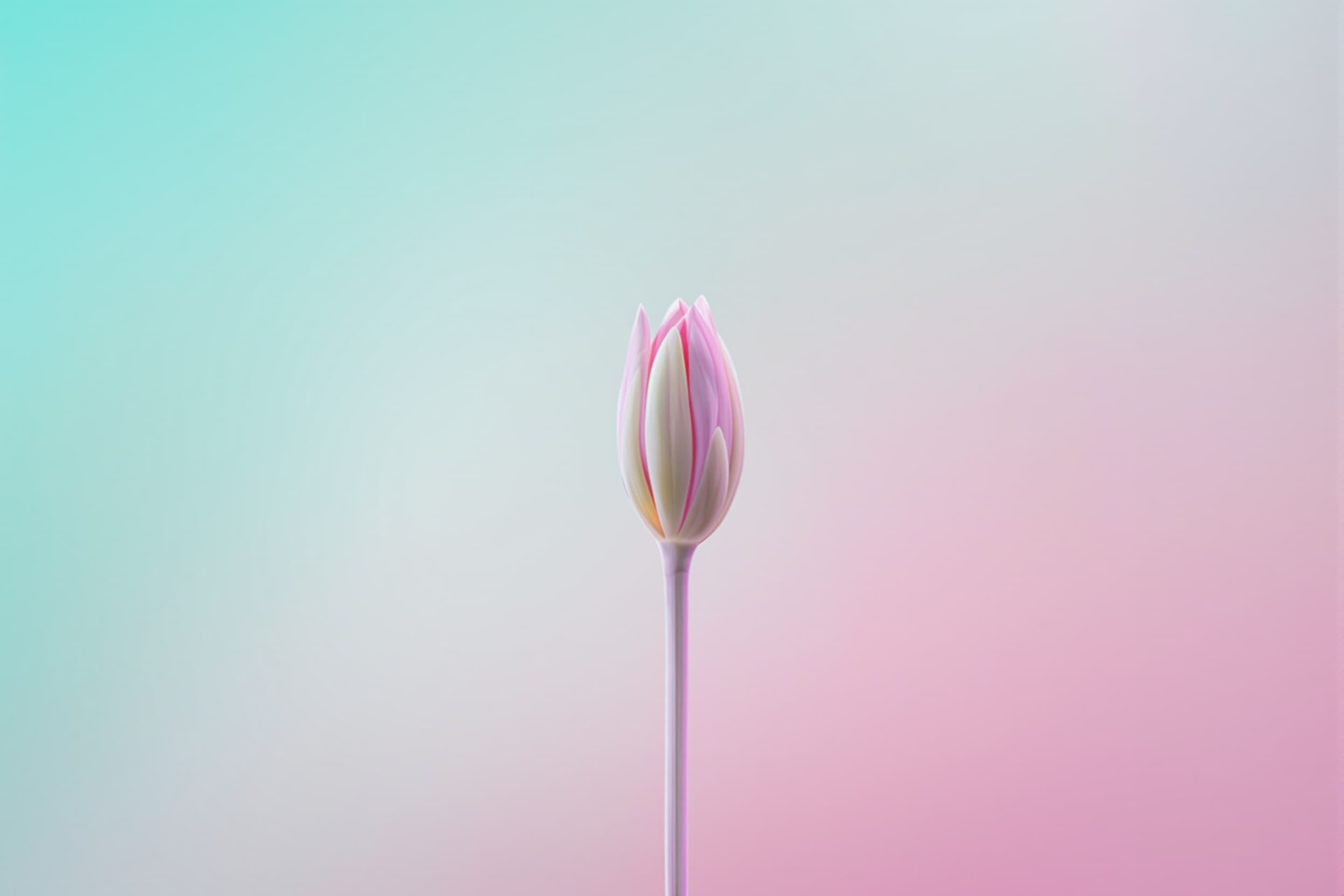 Dreamy Flower Bud in Soft Focus