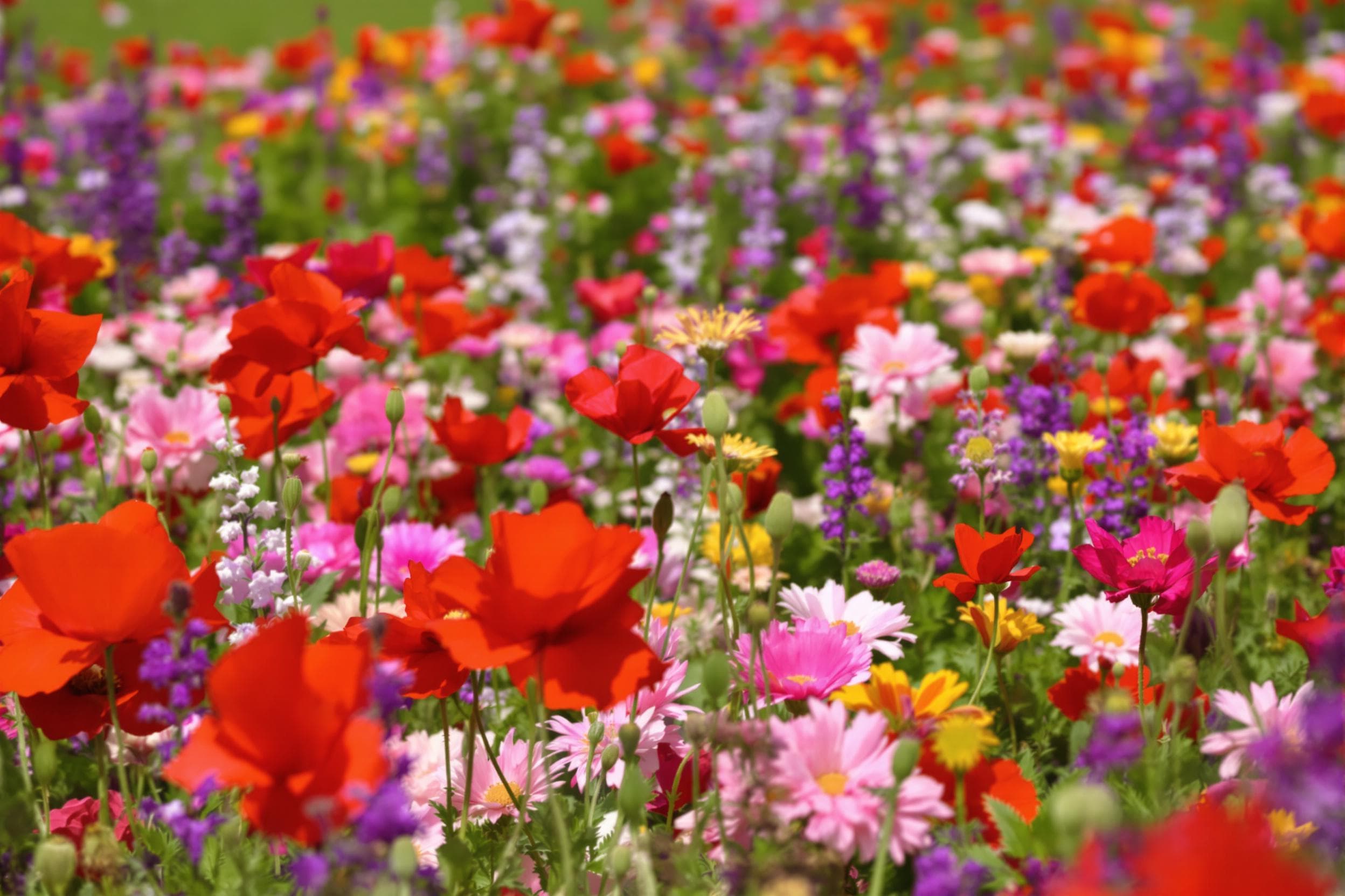 Vibrant Wildflower Meadow Bliss