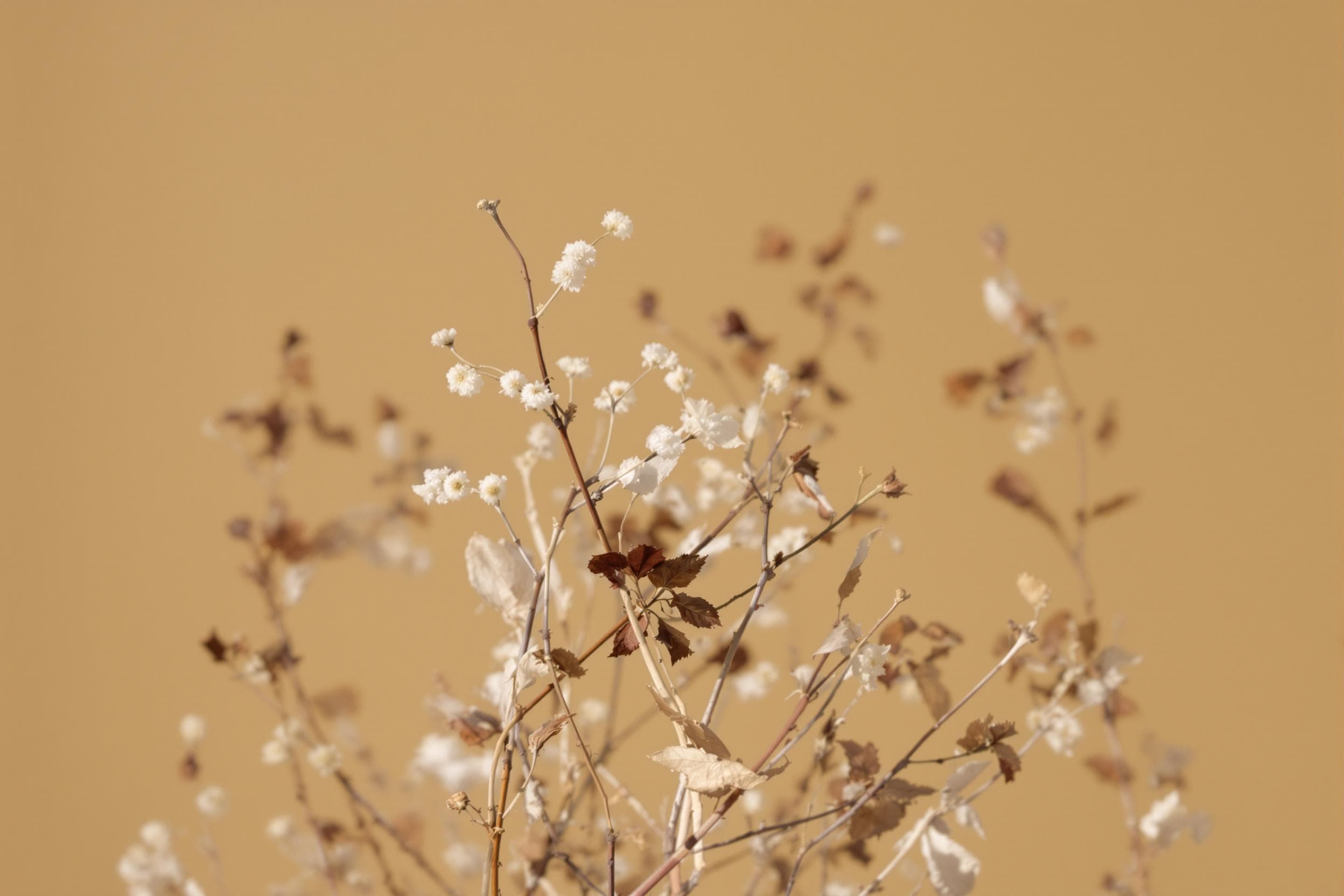 Elegant Dried Flora Composition