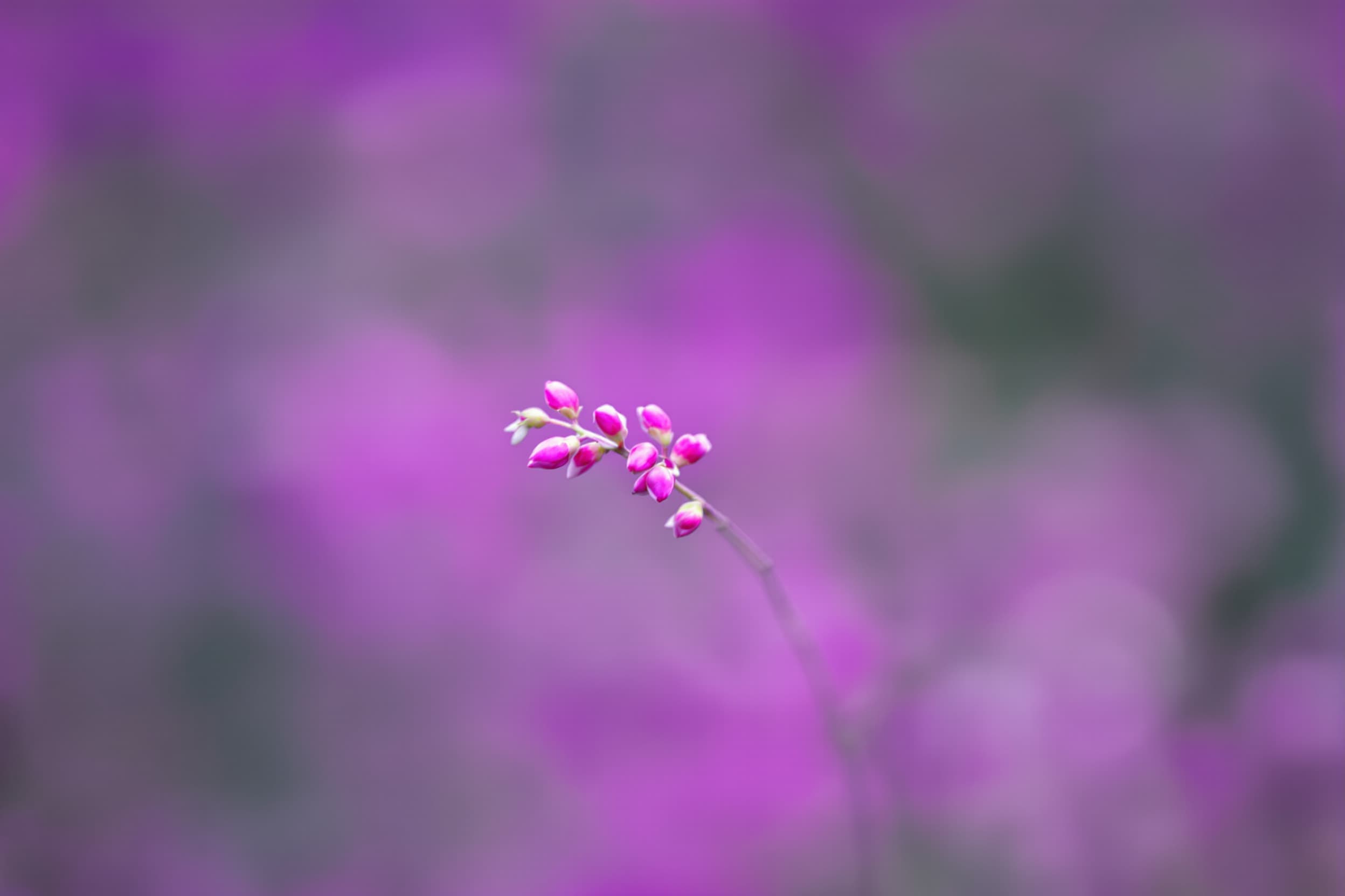 Budding Serenity in Soft Hues