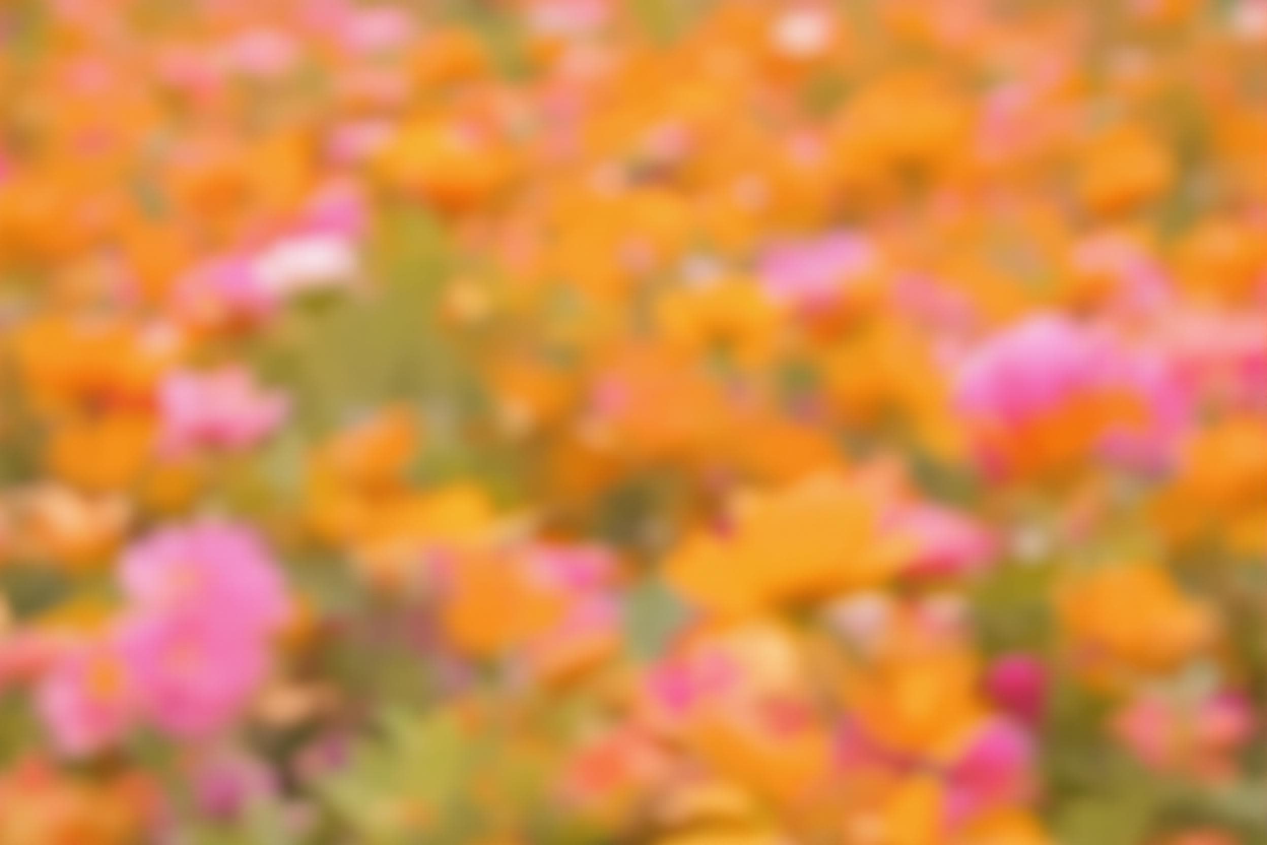 Dreamy Floral Field