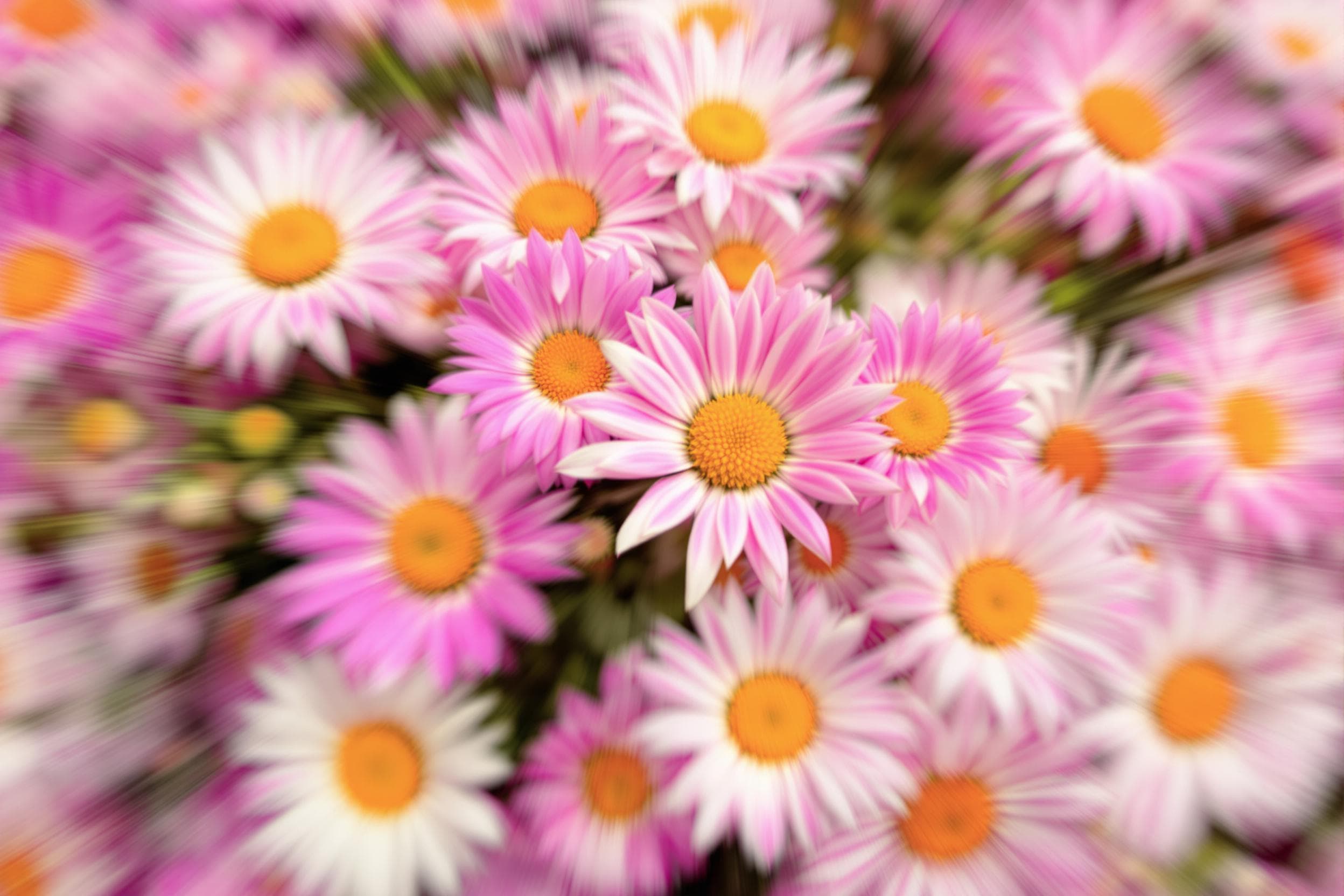 Whimsical Blooming Daisies in Motion