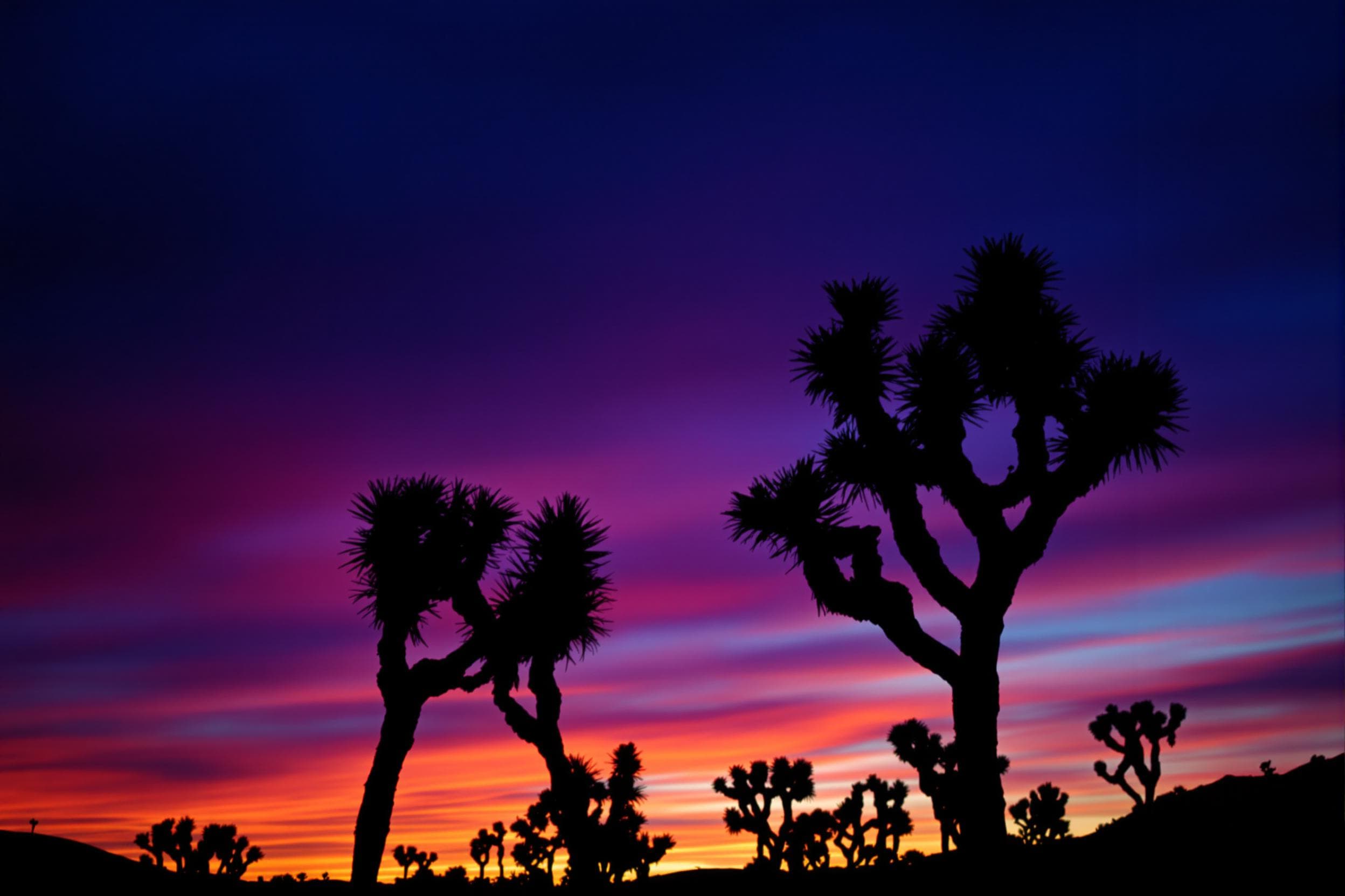 Twilight Desert Serenity with Joshua Trees