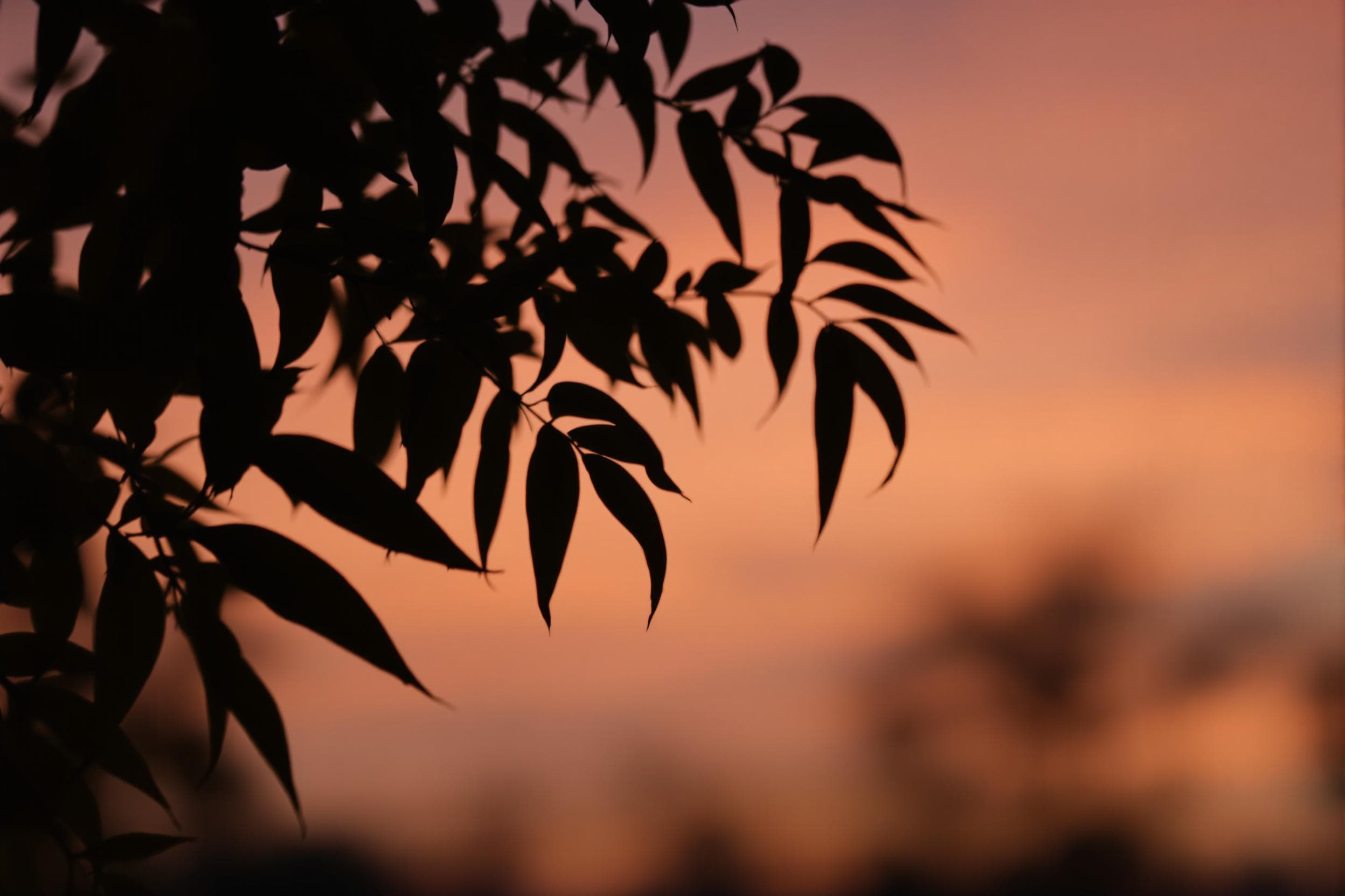Silhouette Leaves at Sunset