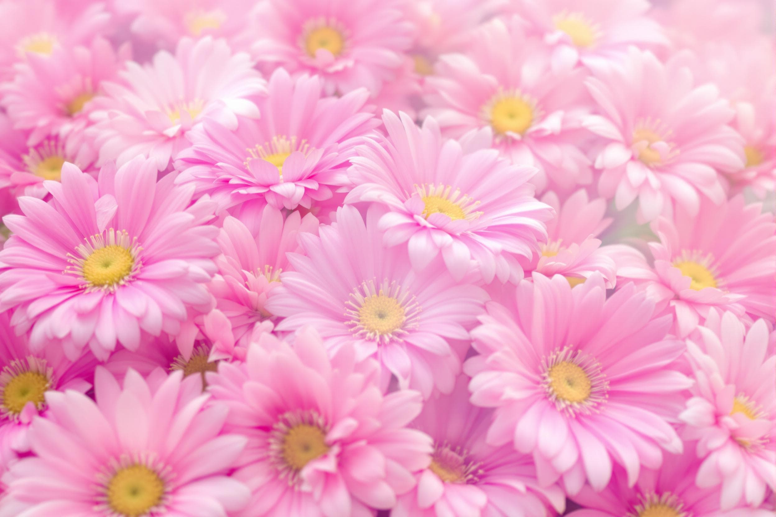 Dreamy Swirls of Pink Daisies