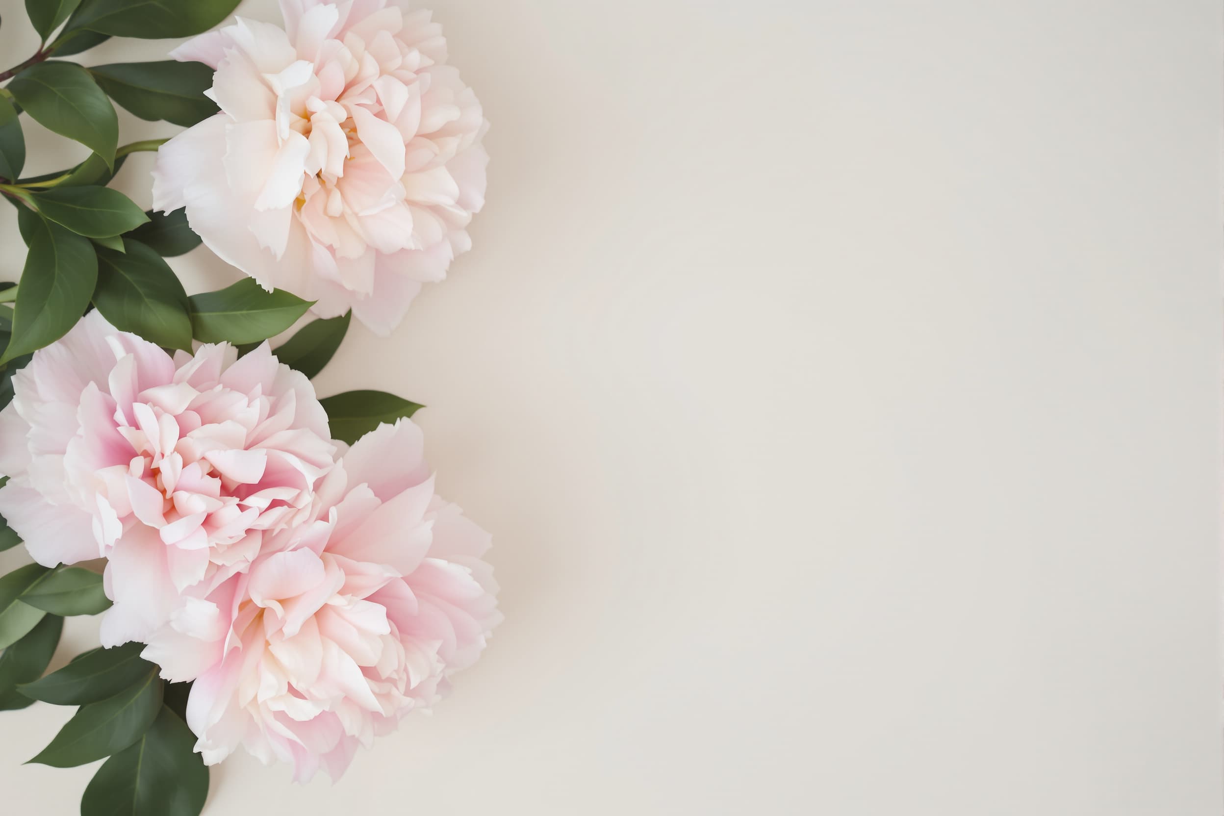 Elegant Peonies in Soft Pastel