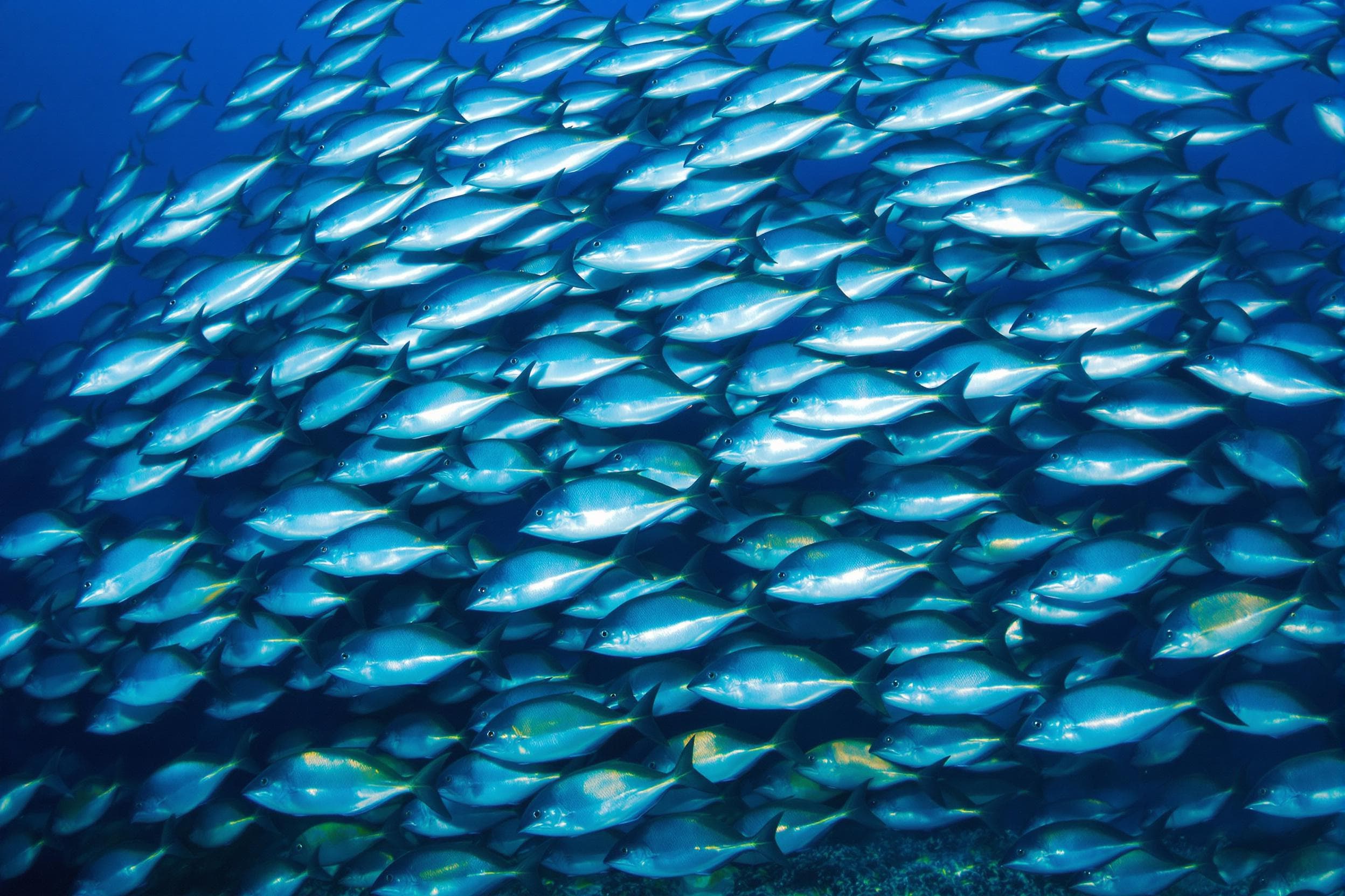 Tranquil School of Fish Underwater