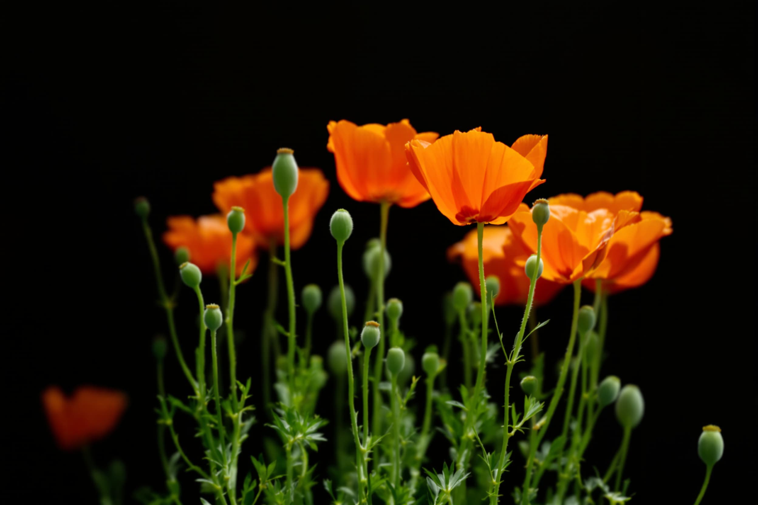 Vibrant Orange Poppies in Soft Focus