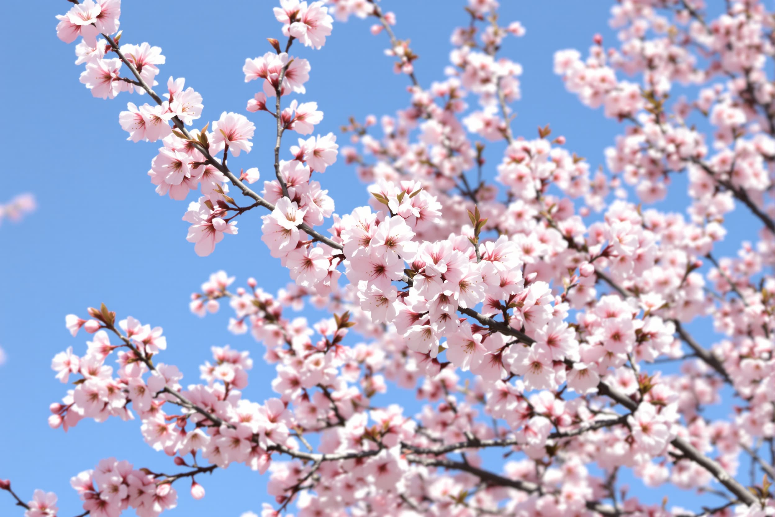 Blossom Breeze Under Blue Sky