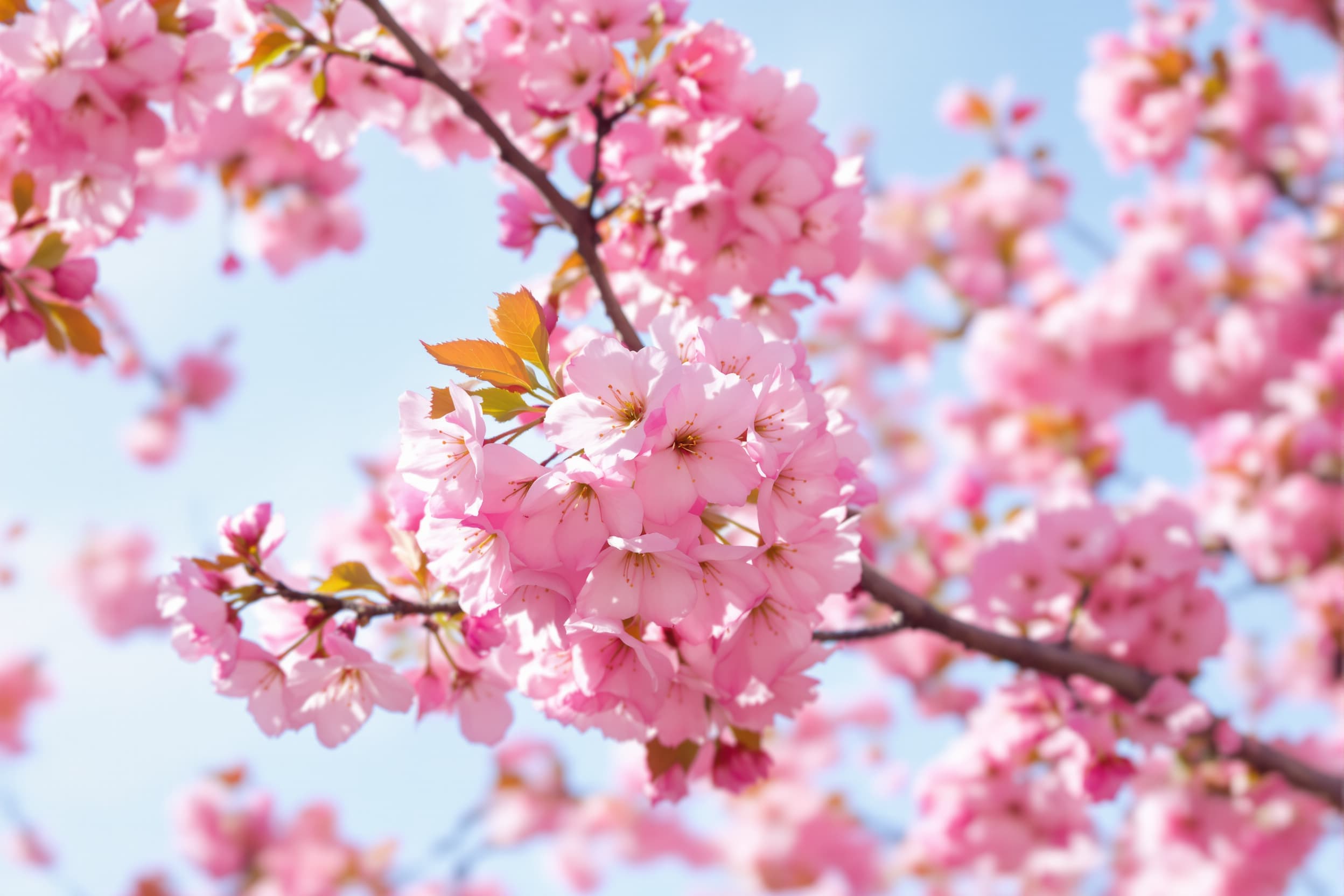 Dreamy Cherry Blossom Serenity