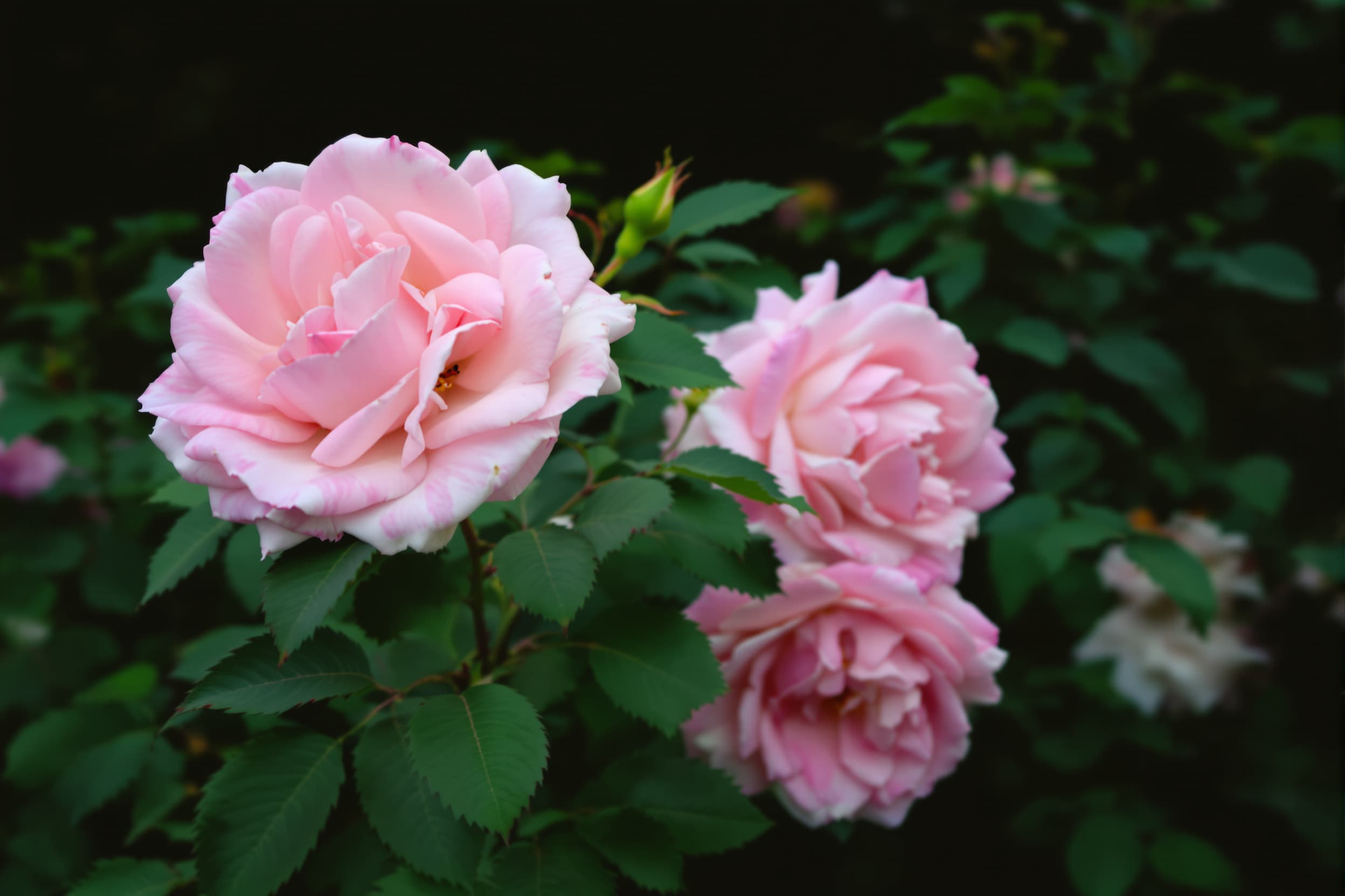 Romantic Blooming Pink Roses