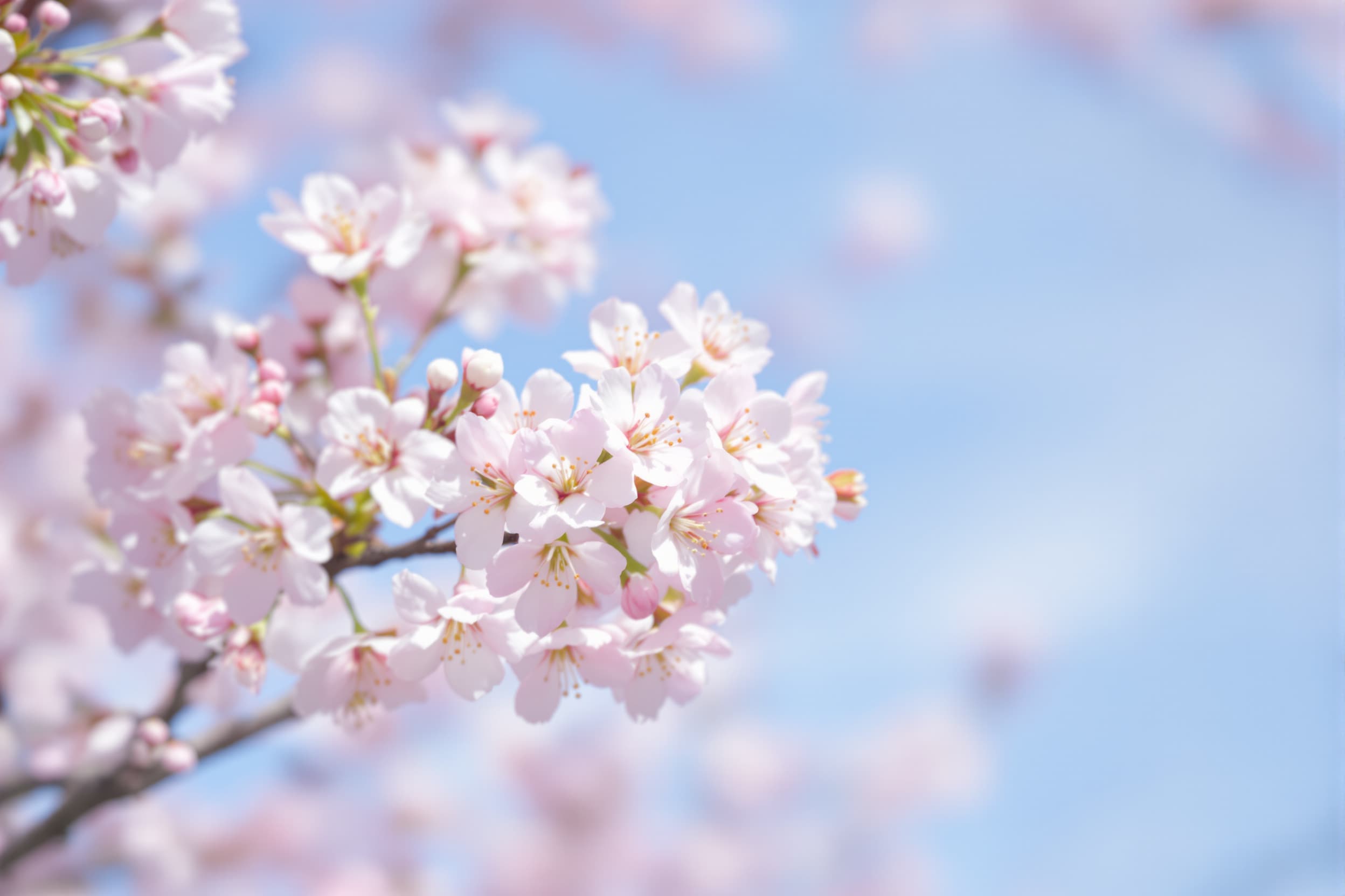 Serene Cherry Blossom Bliss