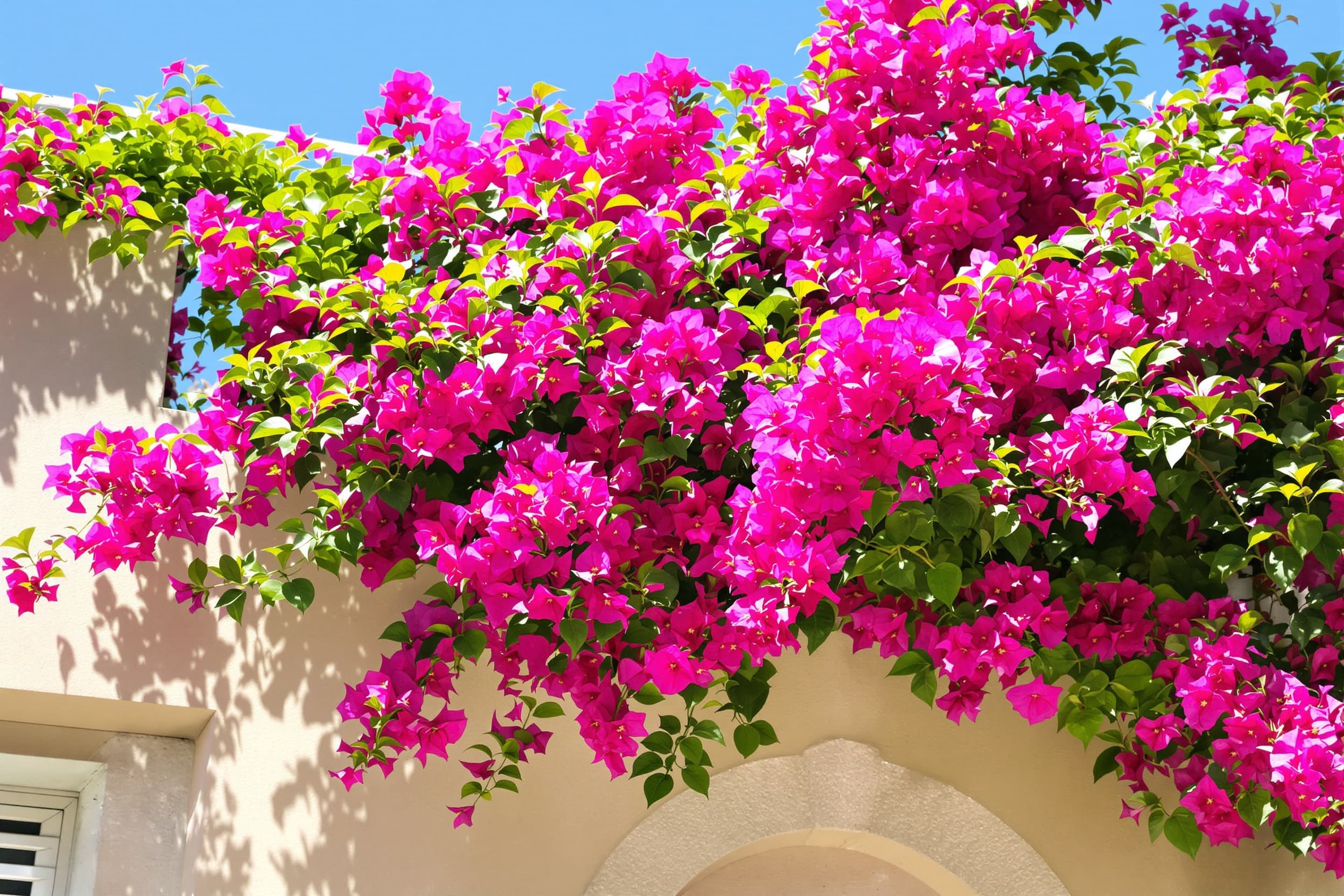 Tropical Bougainvillea Blooms by Architecture