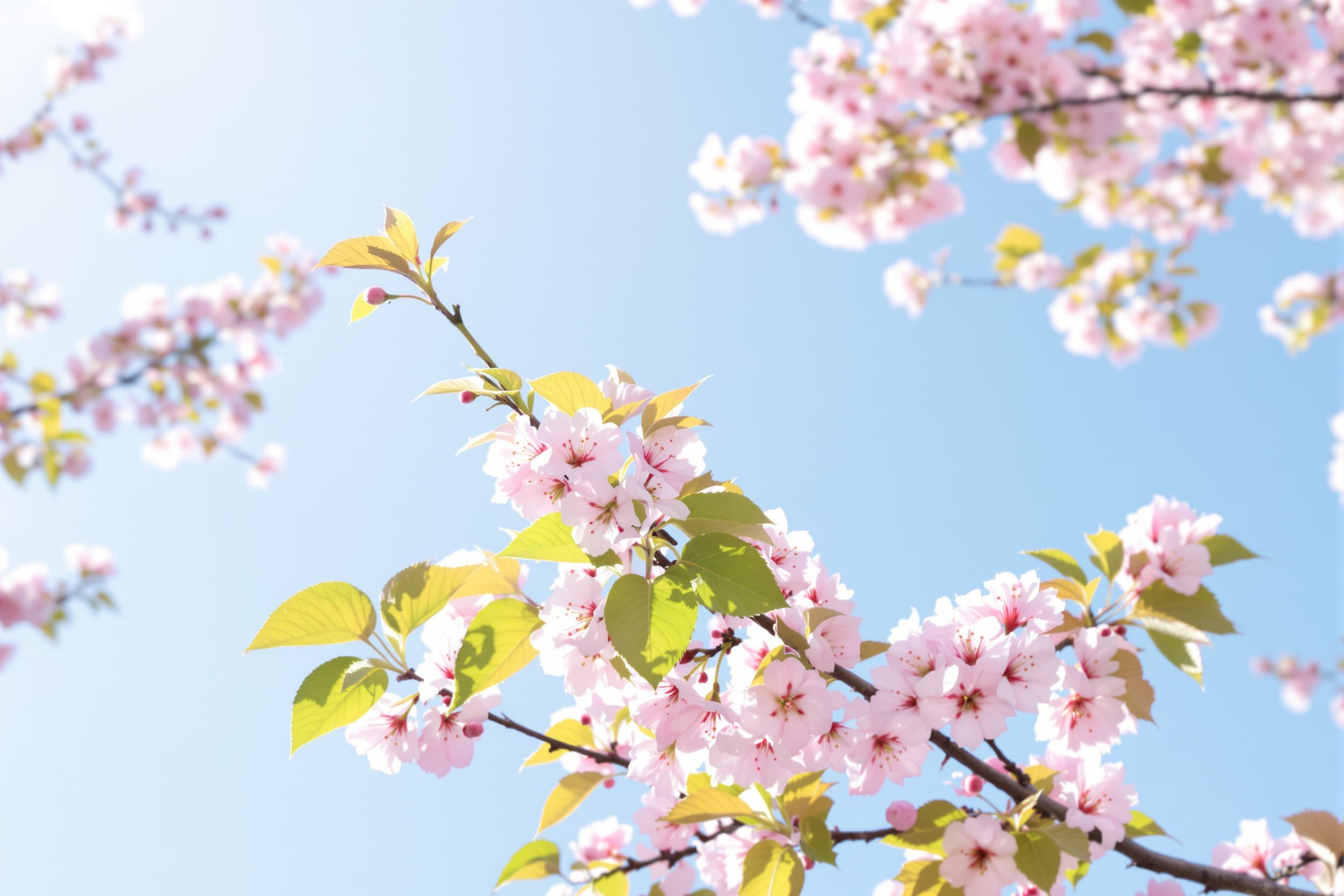 Serene Cherry Blossom Dream