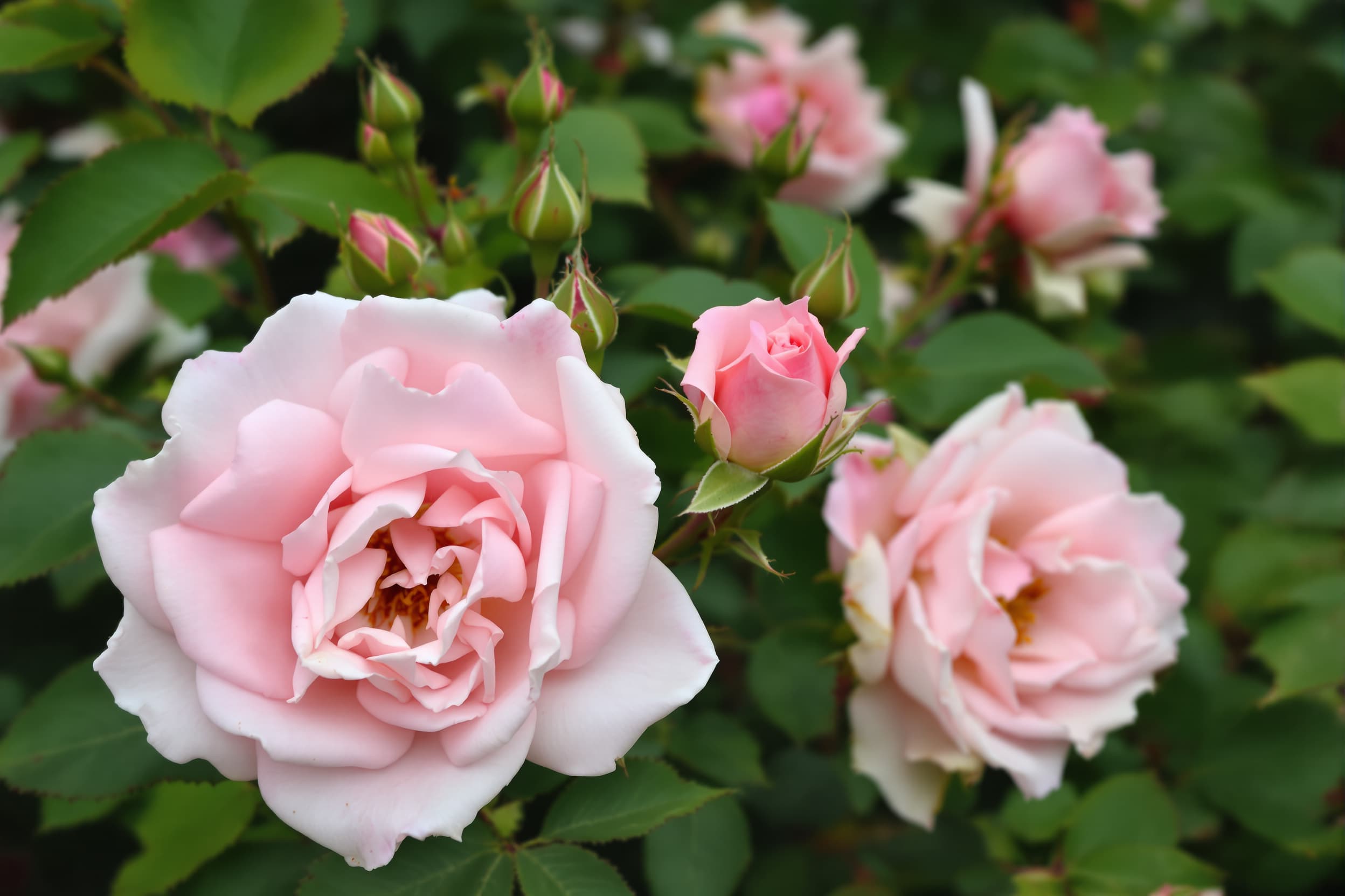 Tranquil Blooming Roses