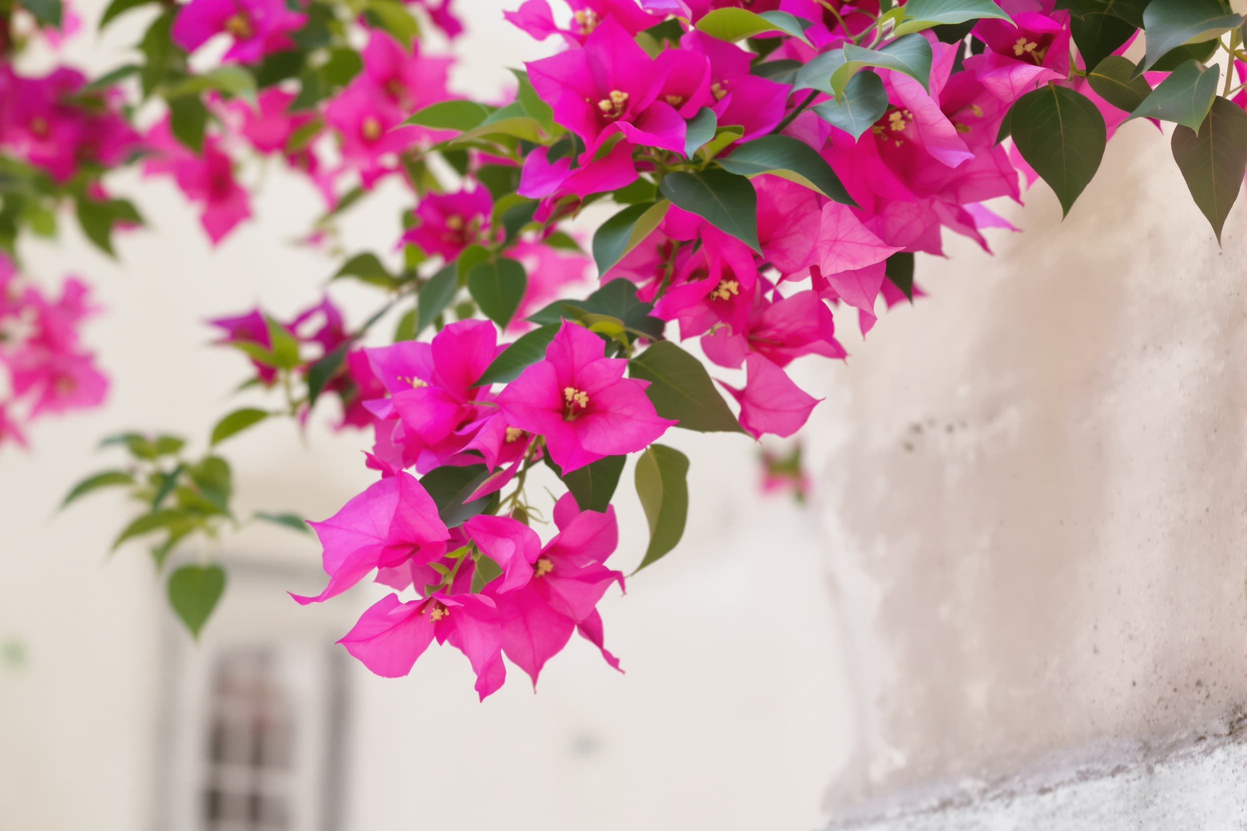 Serene Bougainvillea Blooms in Soft Light
