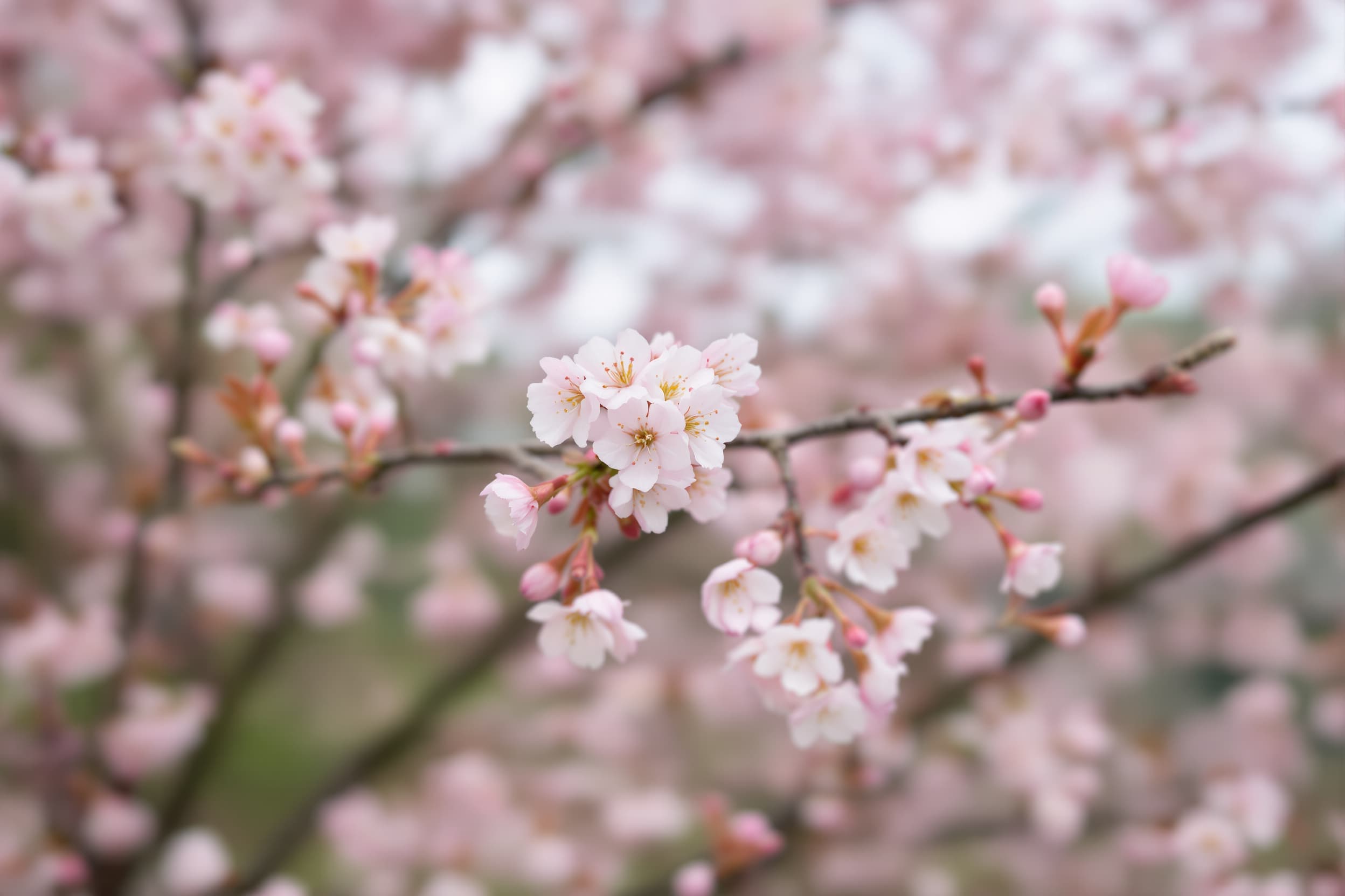 Ethereal Cherry Blossom Bliss