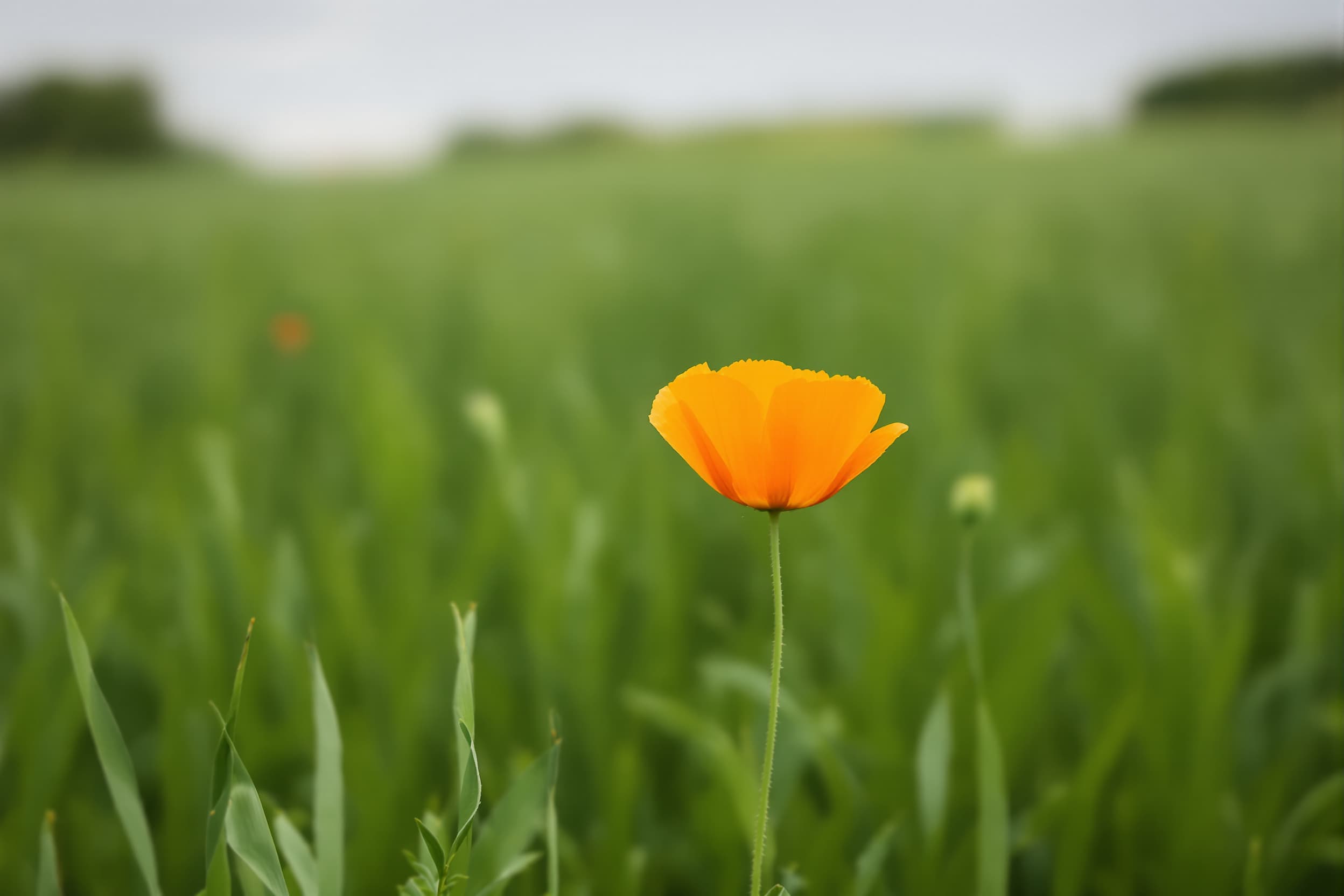 Solitary Orange Poppy in Serene Grass