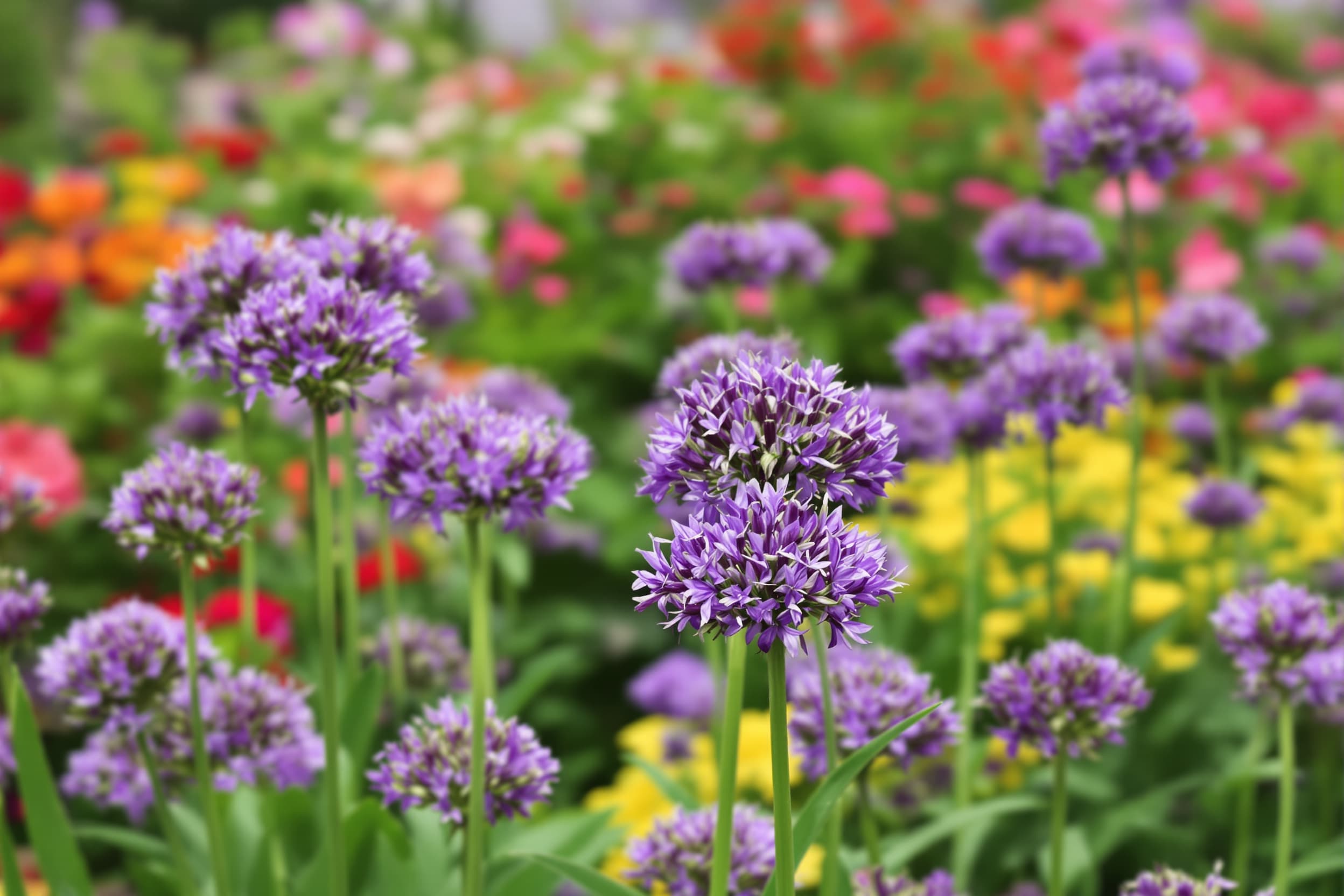 Vibrant Garden with Purple Alliums