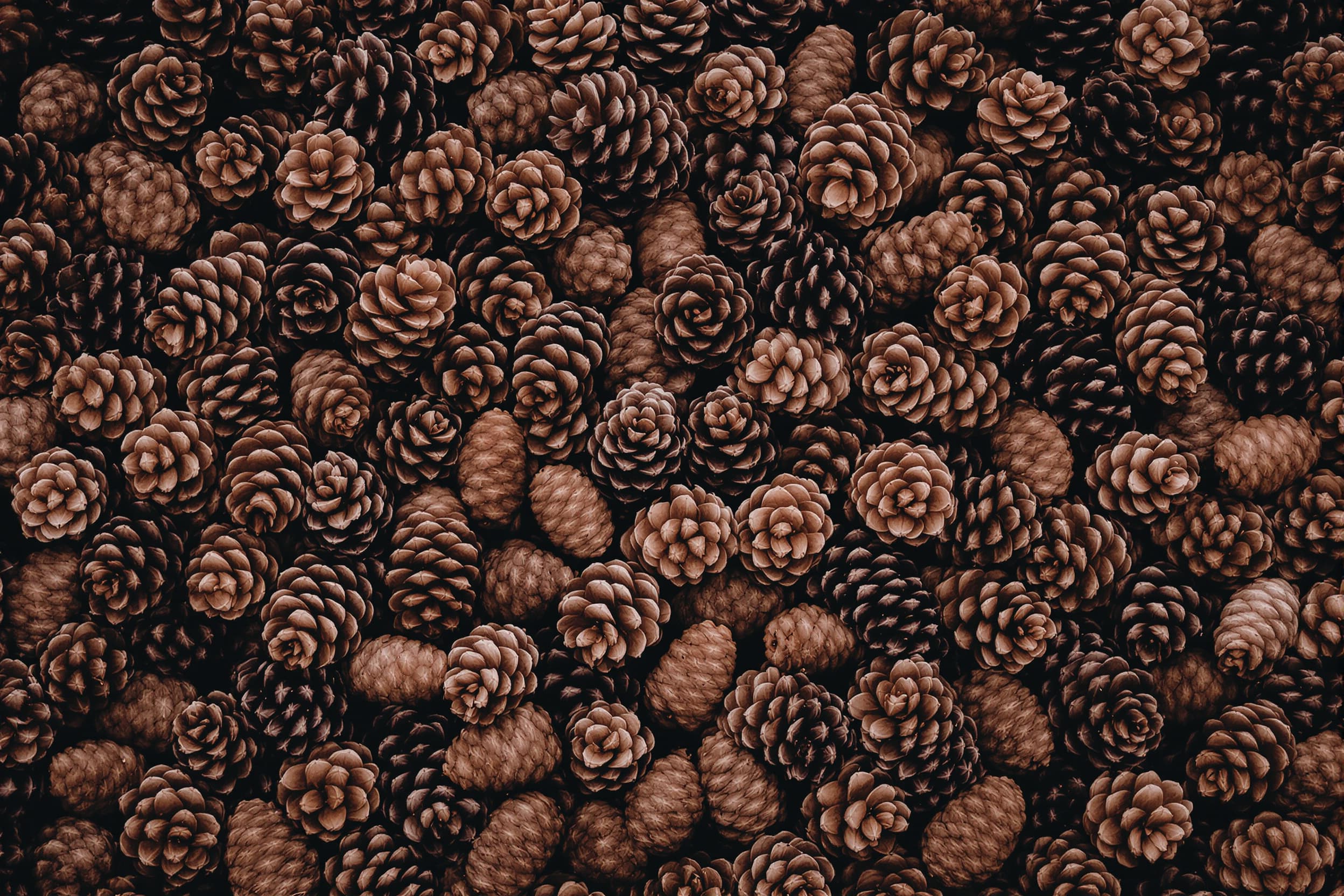 Serene Pine Cones Collection