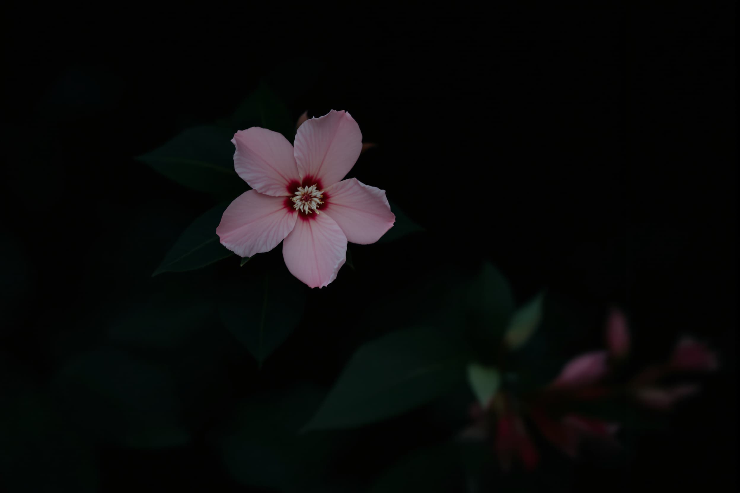 Serene Pink Flower Amidst Lush Greenery