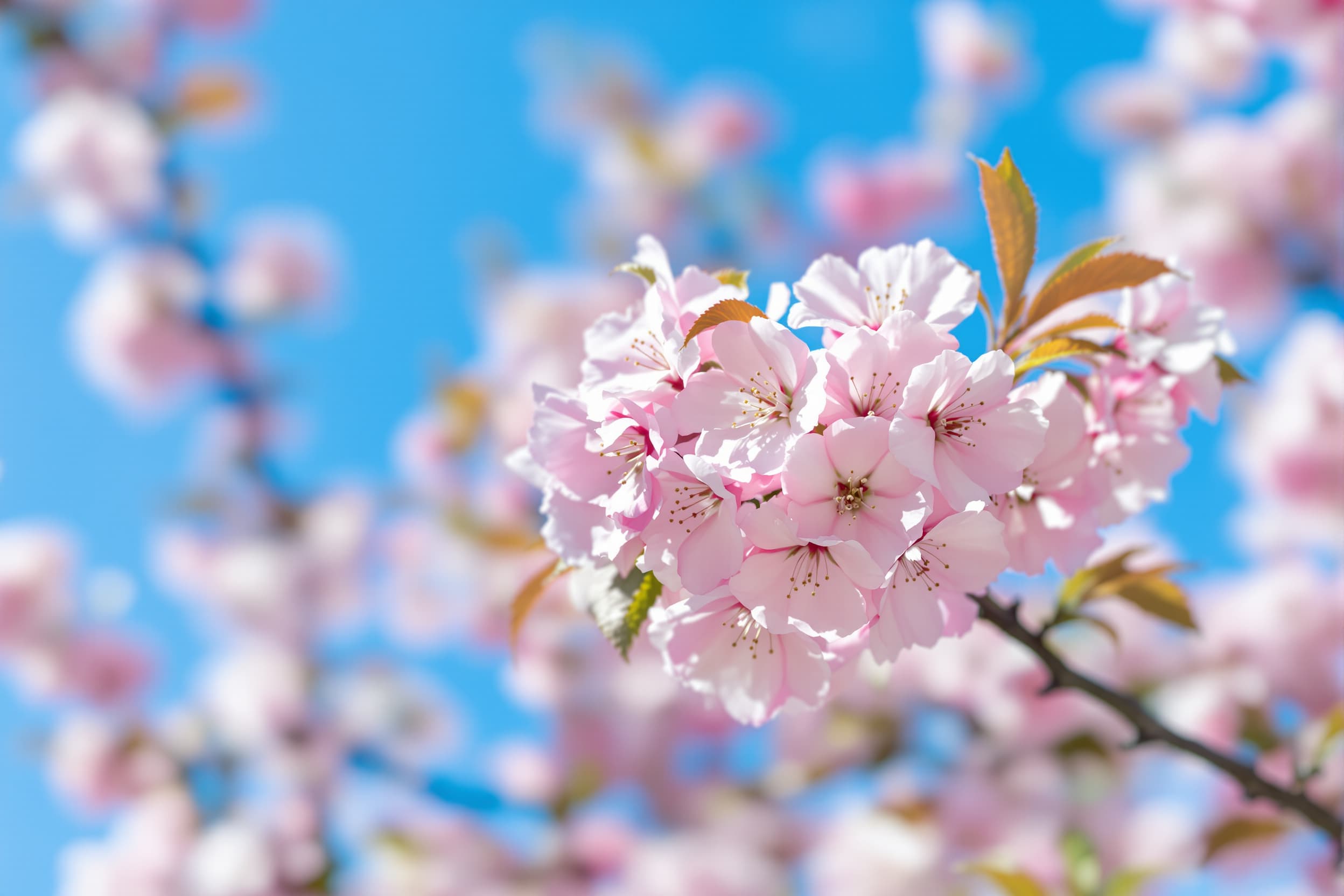 Dreamy Spring Cherry Blossoms