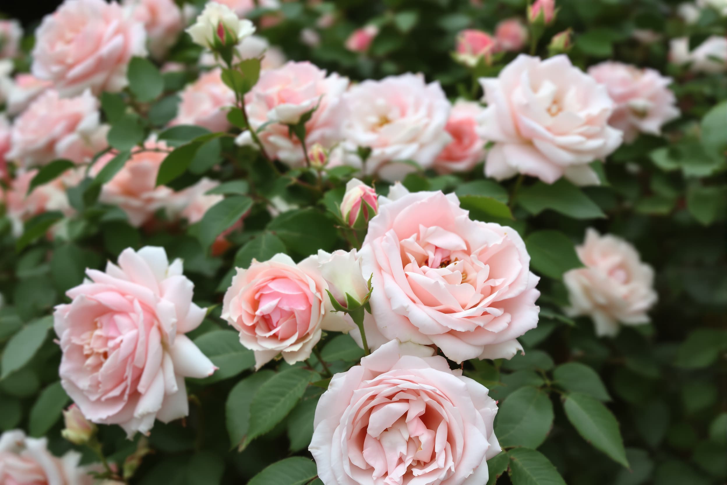 Dreamy Blooming Roses